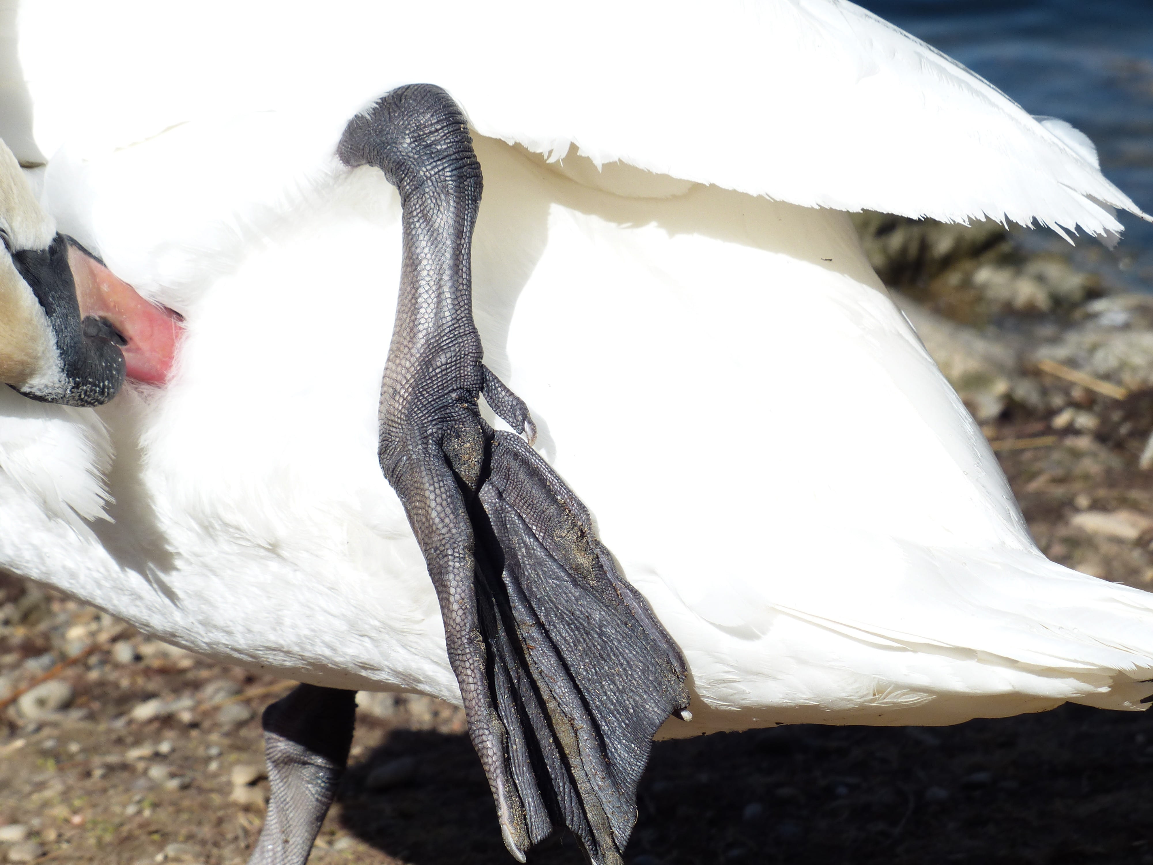 4K, white color, outdoors, field, animals in the wild, animal head, cygnus olor, nature, elegant, white, anatidae, Mute Swan, swan, Animal, day, duck bird, HD Wallpaper
