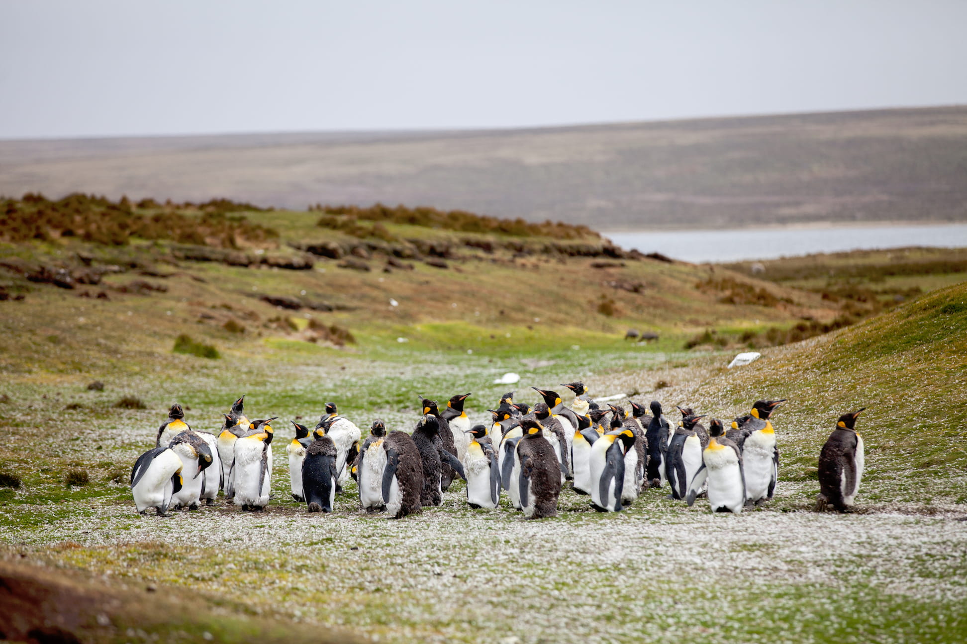 penguins, animals in the wild, group of people, environment, penguin, outdoors, 1080P, people, animal wildlife, mammal, landscape, birds, land, scenics - nature, HD Wallpaper