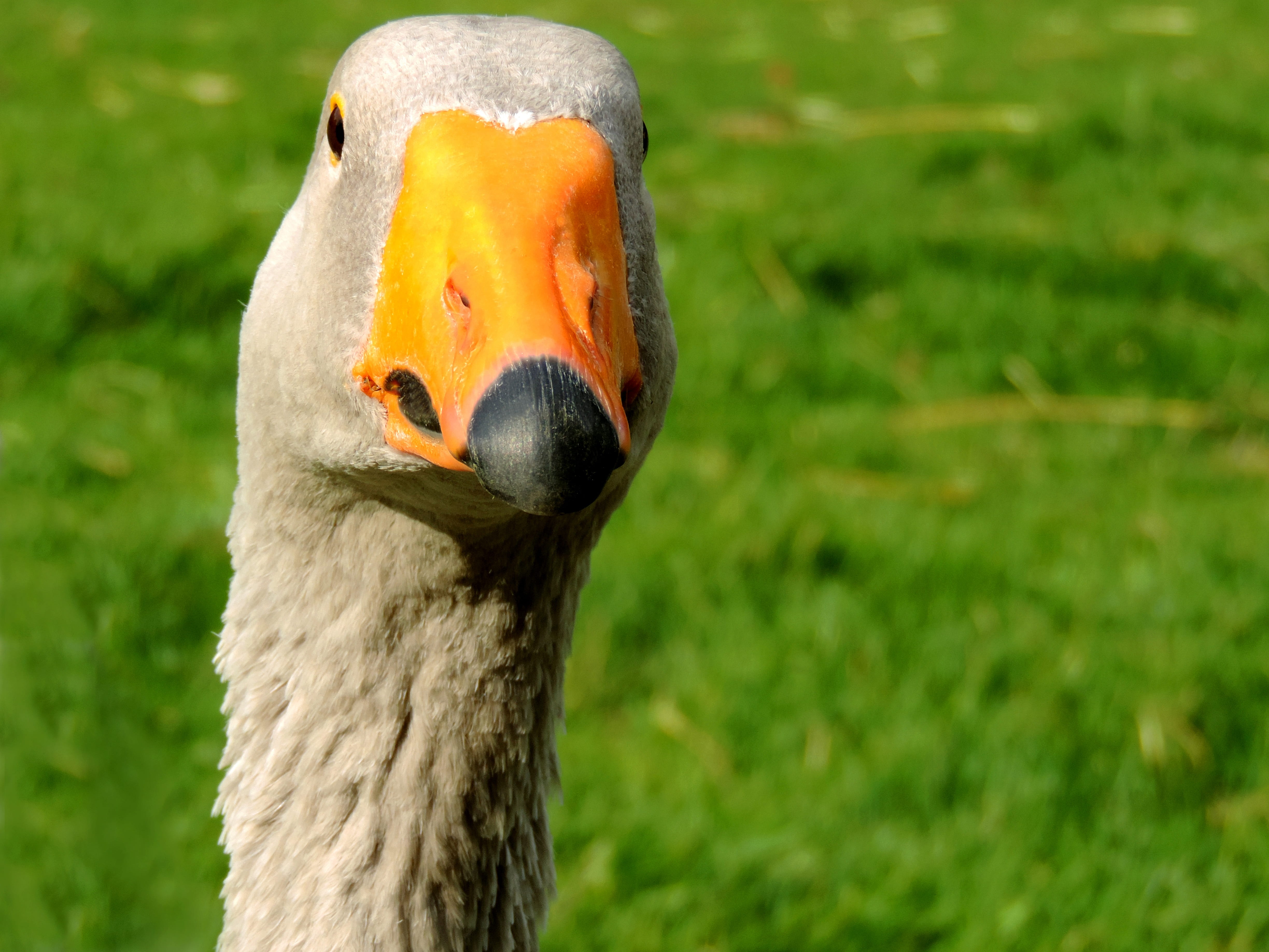 agriculture, focus on foreground, animal themes, day, duck bird, 4K, beak, one animal, curious, feather, livestock, waddle, animal body part, green, goose, HD Wallpaper