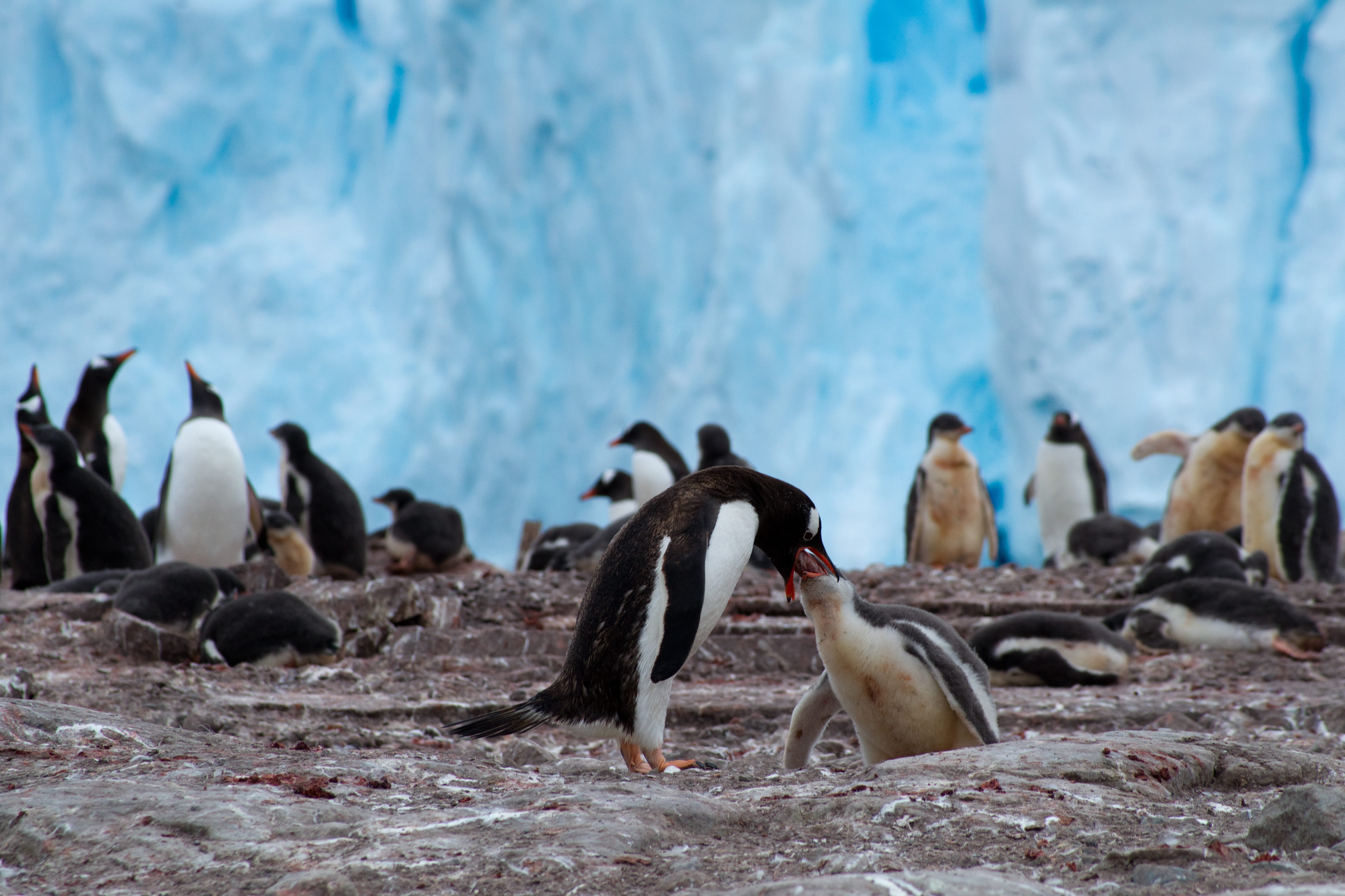 land, bird, vertebrate, penguins, outdoors, animal, flock, photography, water, ice, coast, wall, emperor, day, solid, group of animals, daytime, focus on foreground, HD Wallpaper