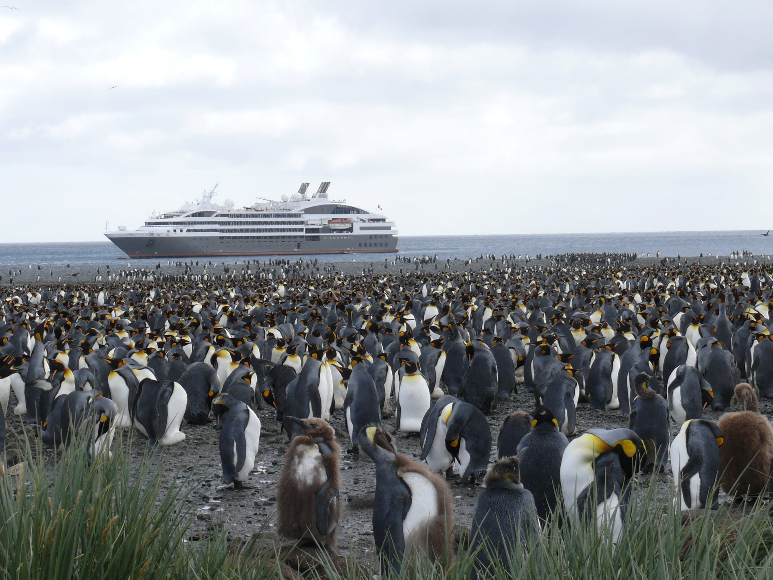 nature, bird, vertebrate, flock of birds, King Penguin, beach, outdoors, large group of animals, 2K, penguins, Antarctica, animals in the wild, transportation, HD Wallpaper