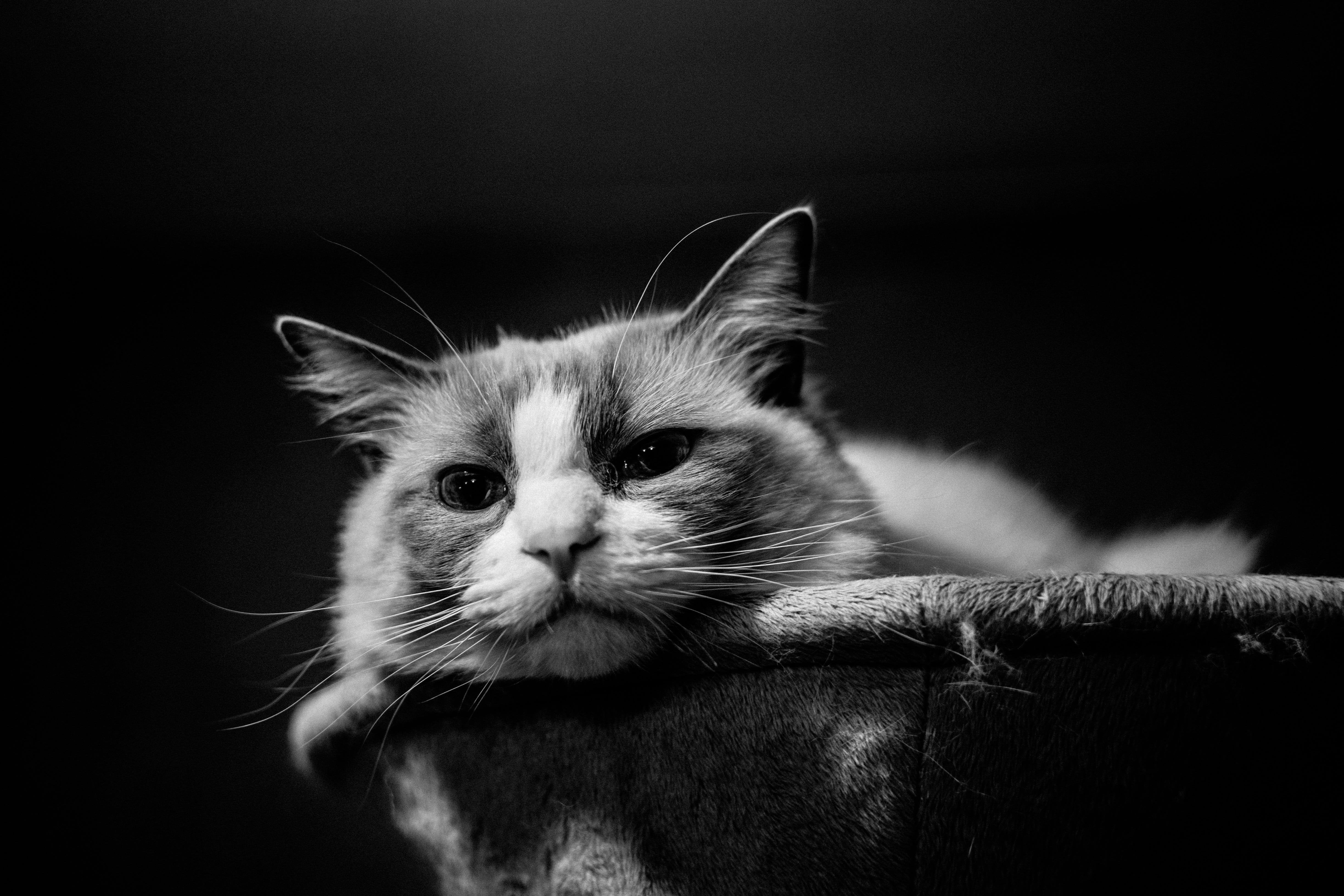 domestic cat, animal body part, cat, no people, animal eye, pets, looking at camera, black background, domestic, mammal, close-up, white, animal, indoors, HD Wallpaper