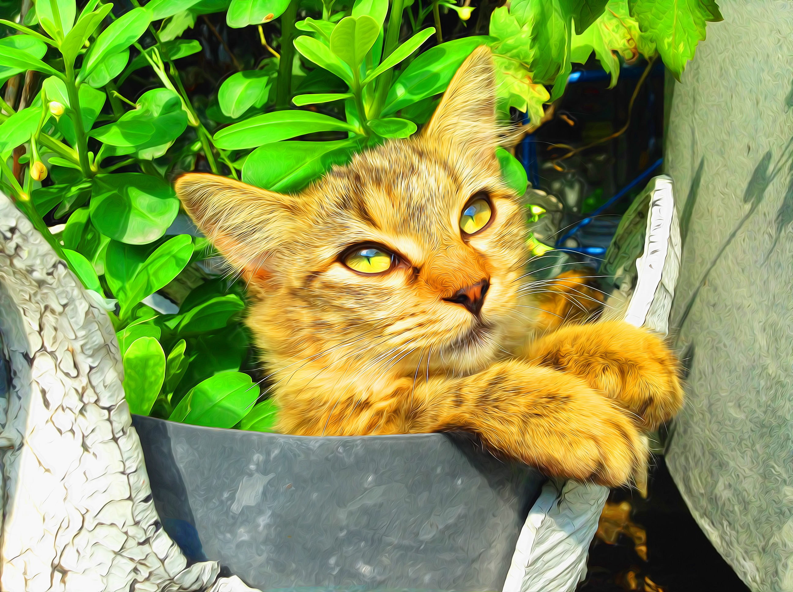 container, no people, mammal, nature, domestic, plant part, cat, domestic cat, close-up, leaf, whisker, vertebrate, 2K, orange, one animal, day, domestic animals, HD Wallpaper
