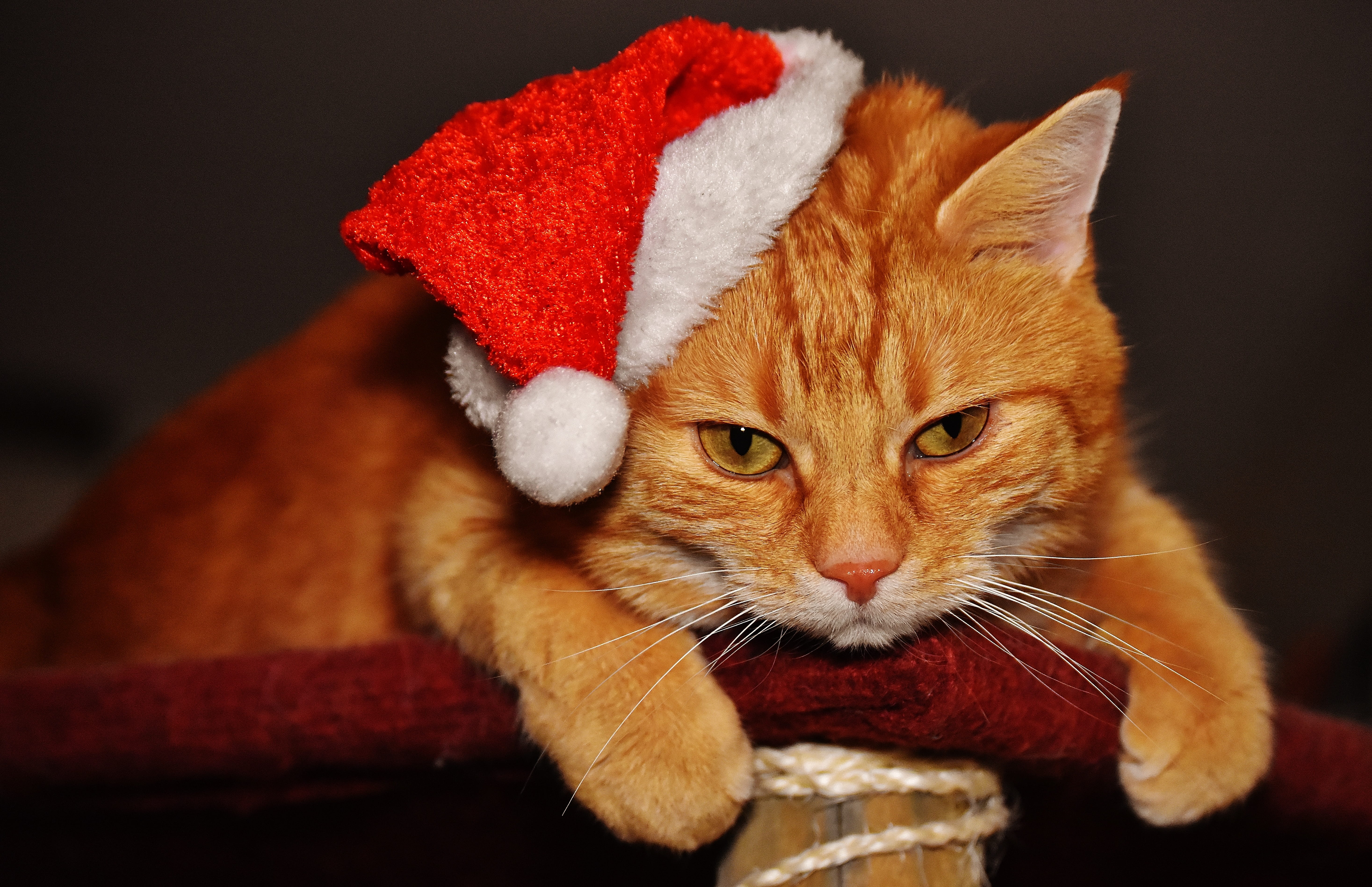 close-up, fur, celebration, cute, one animal, mammal, santa hat, whisker, cats eyes, animal head, red, feline, domestic animals, indoors, kitten, mackerel, HD Wallpaper