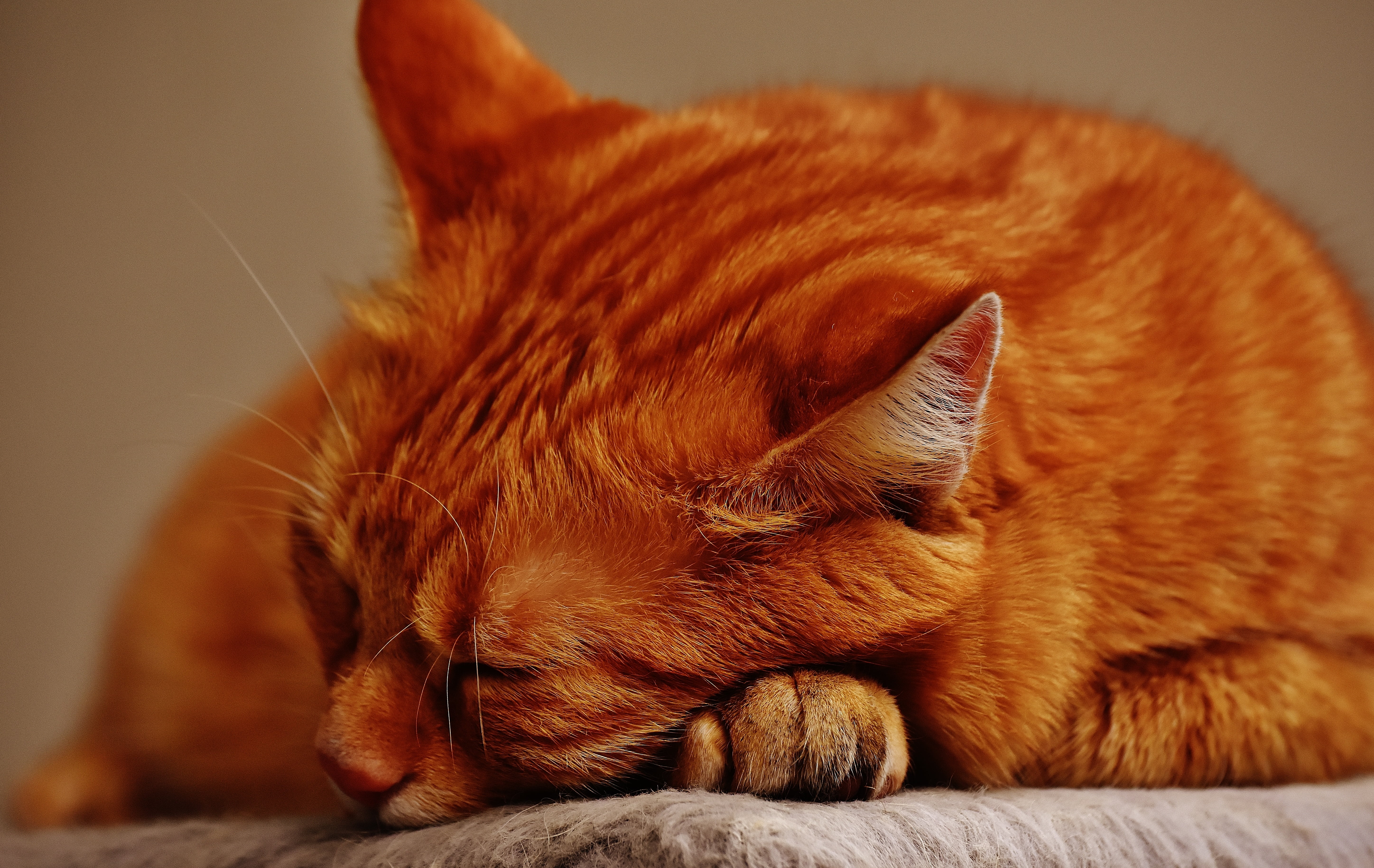 lying down, whisker, close-up, domestic animals, relaxation, animal, no people, one animal, animal themes, 5K, tabby, cuddly, cats eyes, kitten, napping, HD Wallpaper