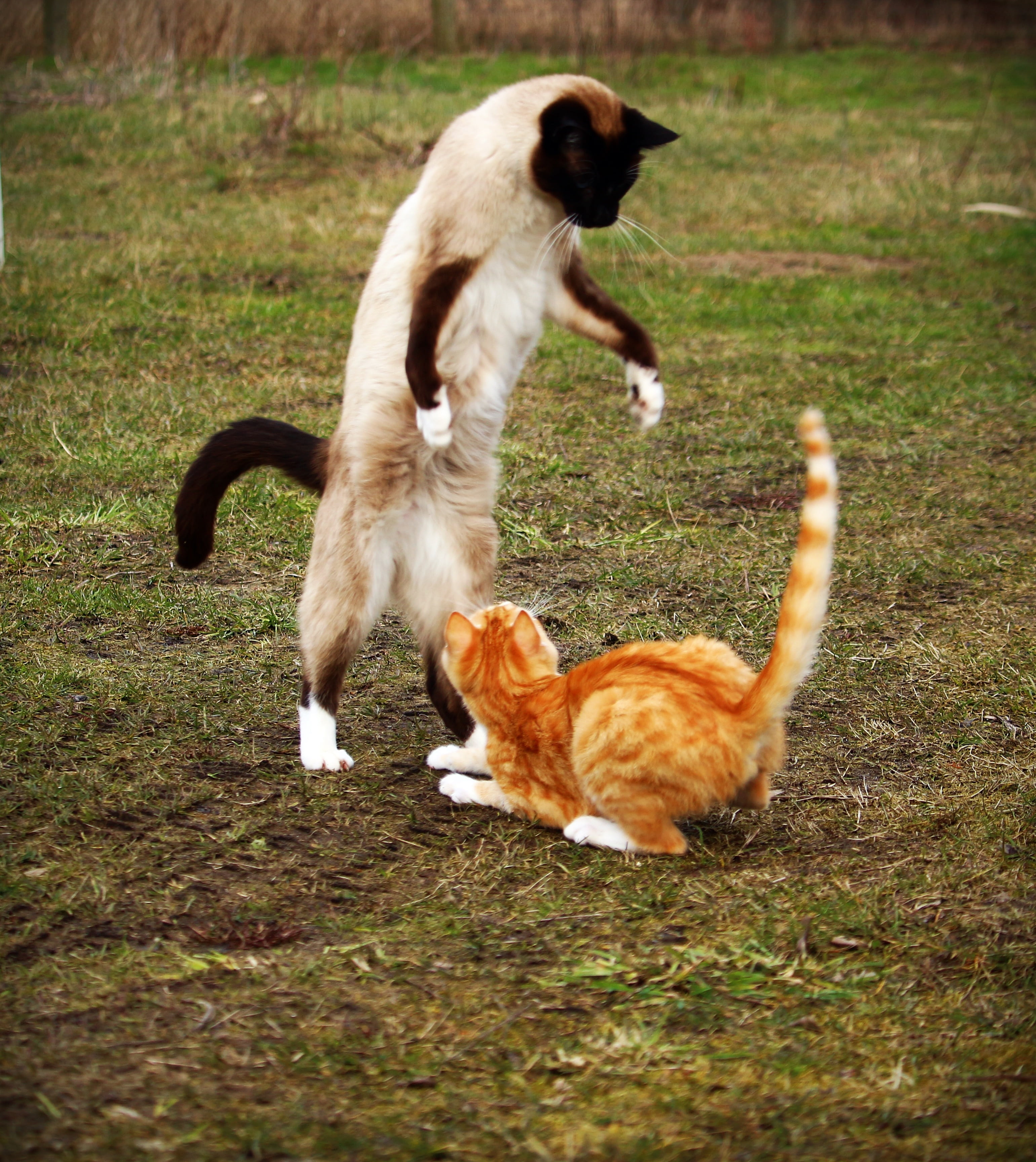 siamese cat, mammal, canine, fighting, young cat, two animals, no people, red mackerel tabby, grass, animal themes, pets, play, domestic cat, daytime, group of animals, Phone HD Wallpaper