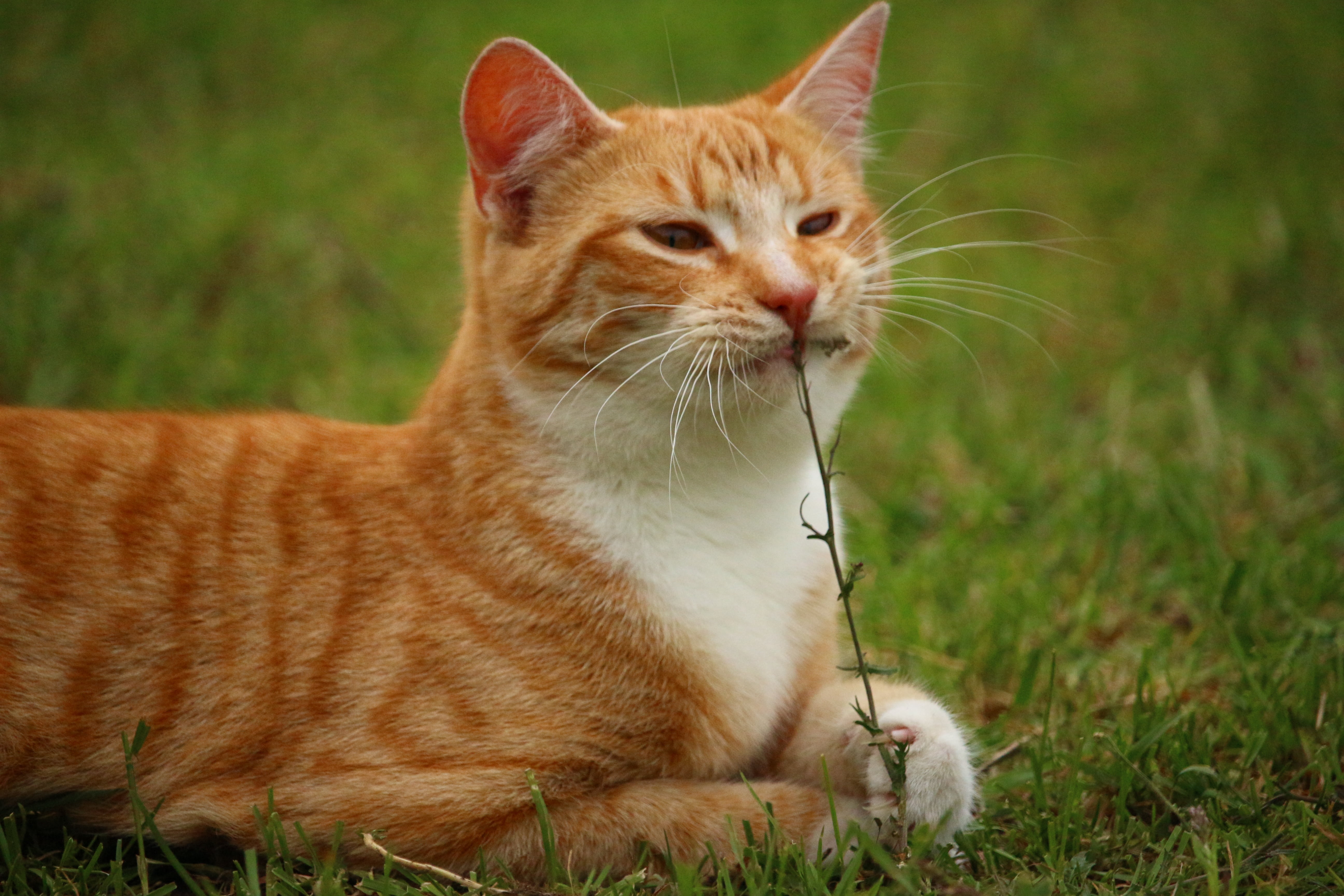 grass, one animal, mammal, sitting, shallow, domestic, animal themes, tiger cat, red cat, tabby, vertebrate, mackerel, mieze, plant, eating, focus on foreground, HD Wallpaper