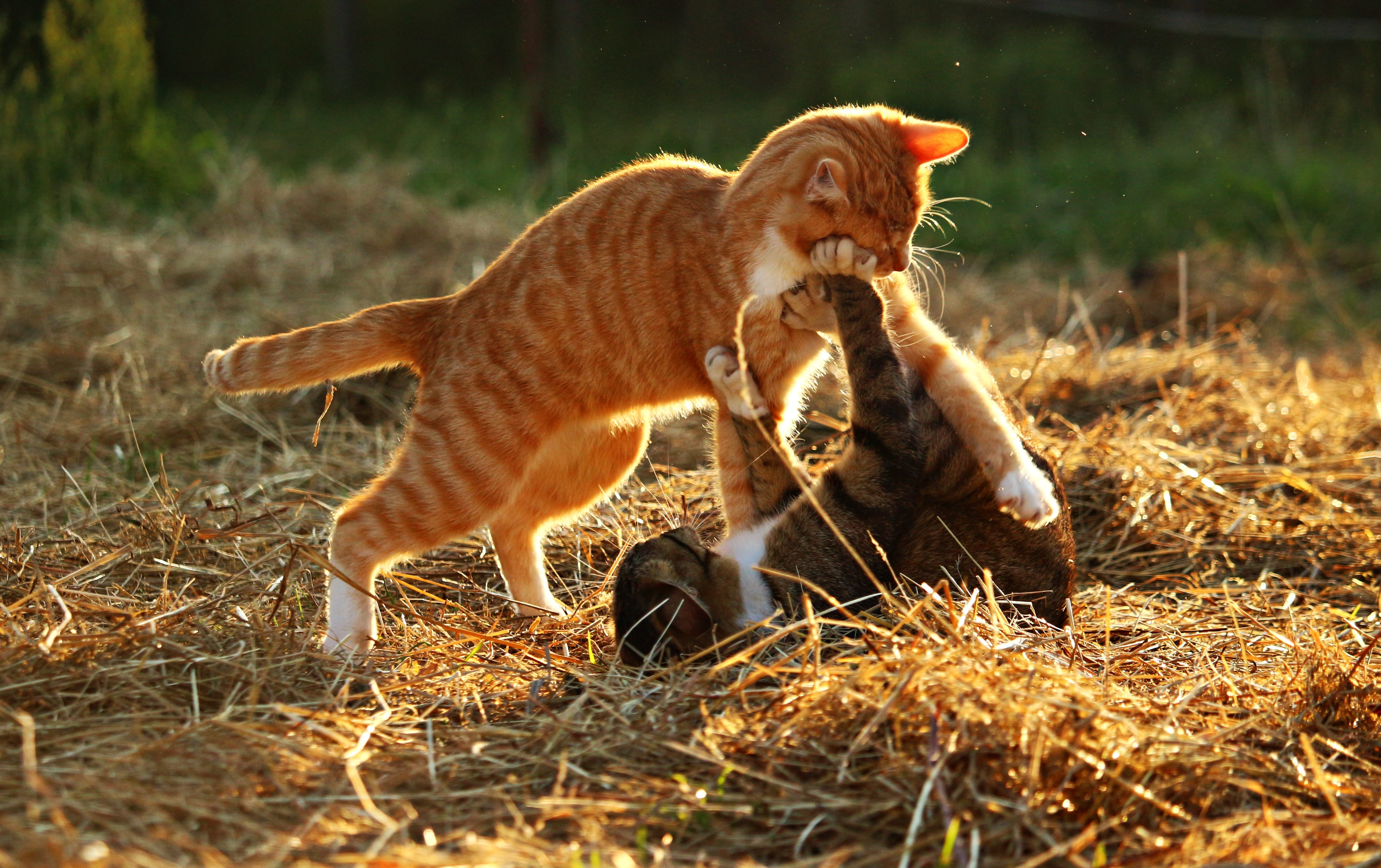plant, animals And Pets, wildlife, animal, Tiger Cat, animal themes, land, nature, two animals, one animal, day, beige, group of animals, cats, undomesticated Cat, HD Wallpaper