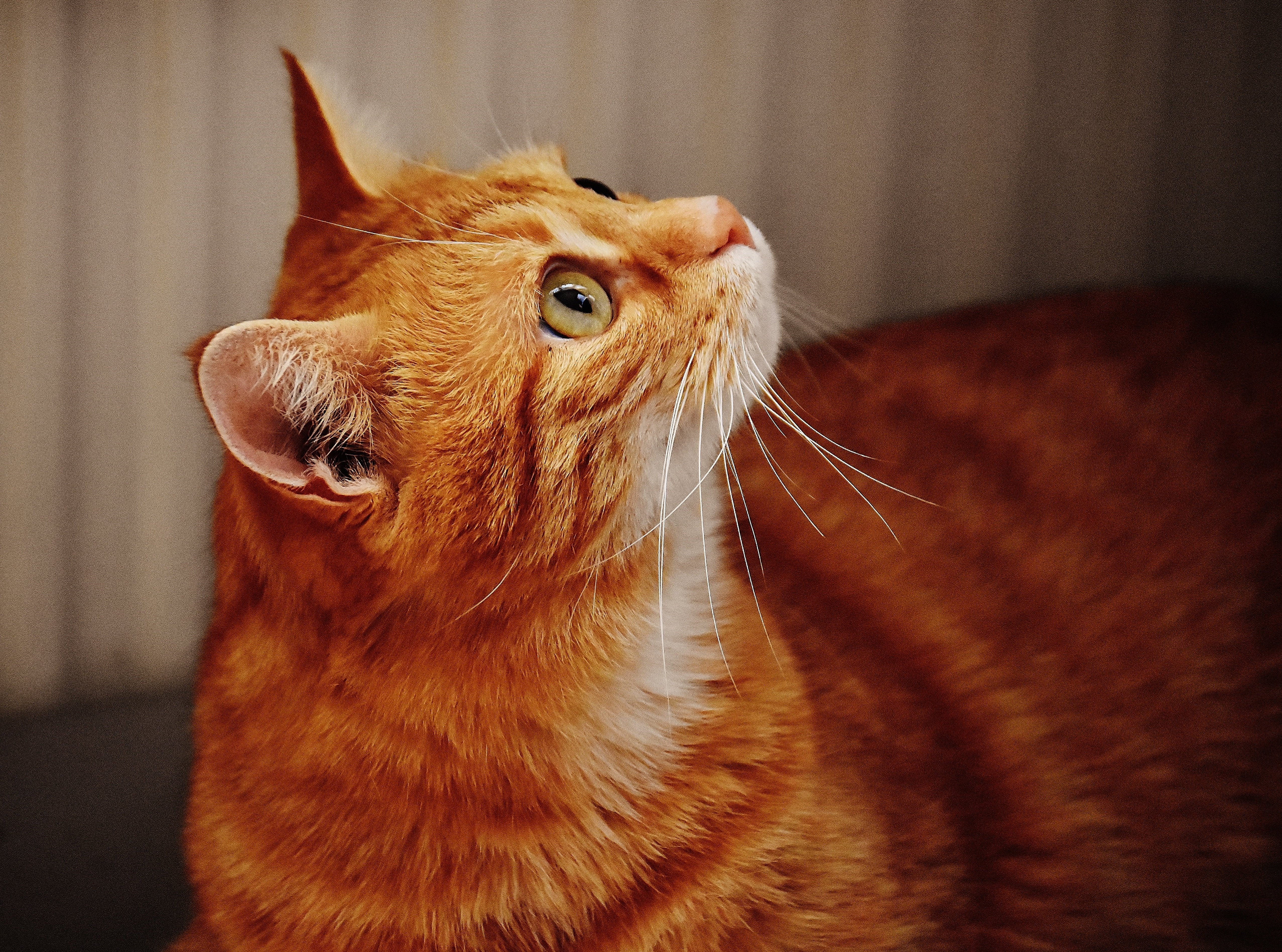 looking away, close-up, vertebrate, red, young cat, sweet, indoors, red mackerel tabby, animal, cats eyes, focus, 4K, one animal, domestic, cat face, red cat, HD Wallpaper