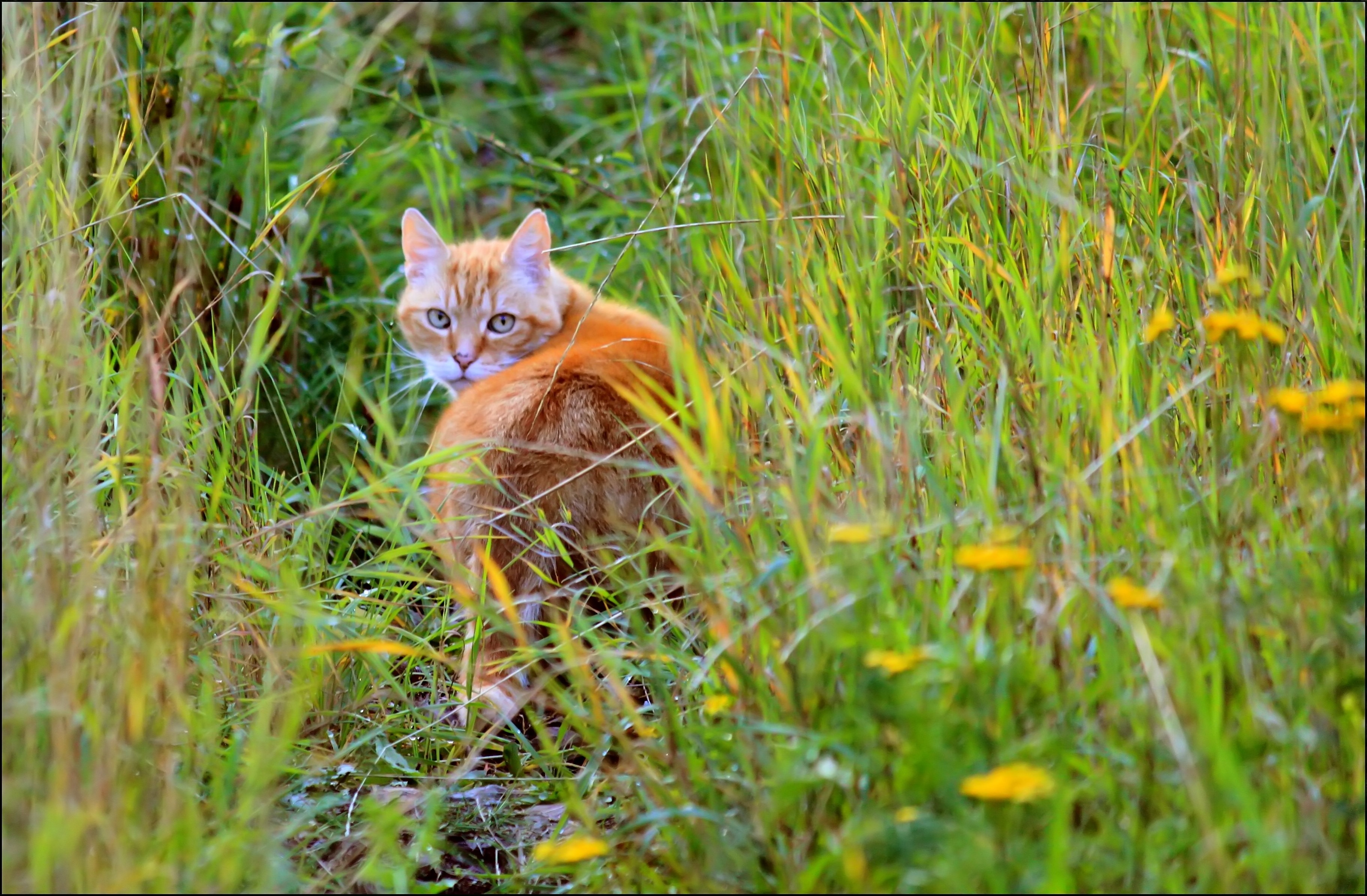 vertebrate, cats eyes, domestic, 2K, domestic Cat, view, tiger cat, land, mackerel, head drawing, animals, animal world, attention, one animal, hunting, HD Wallpaper