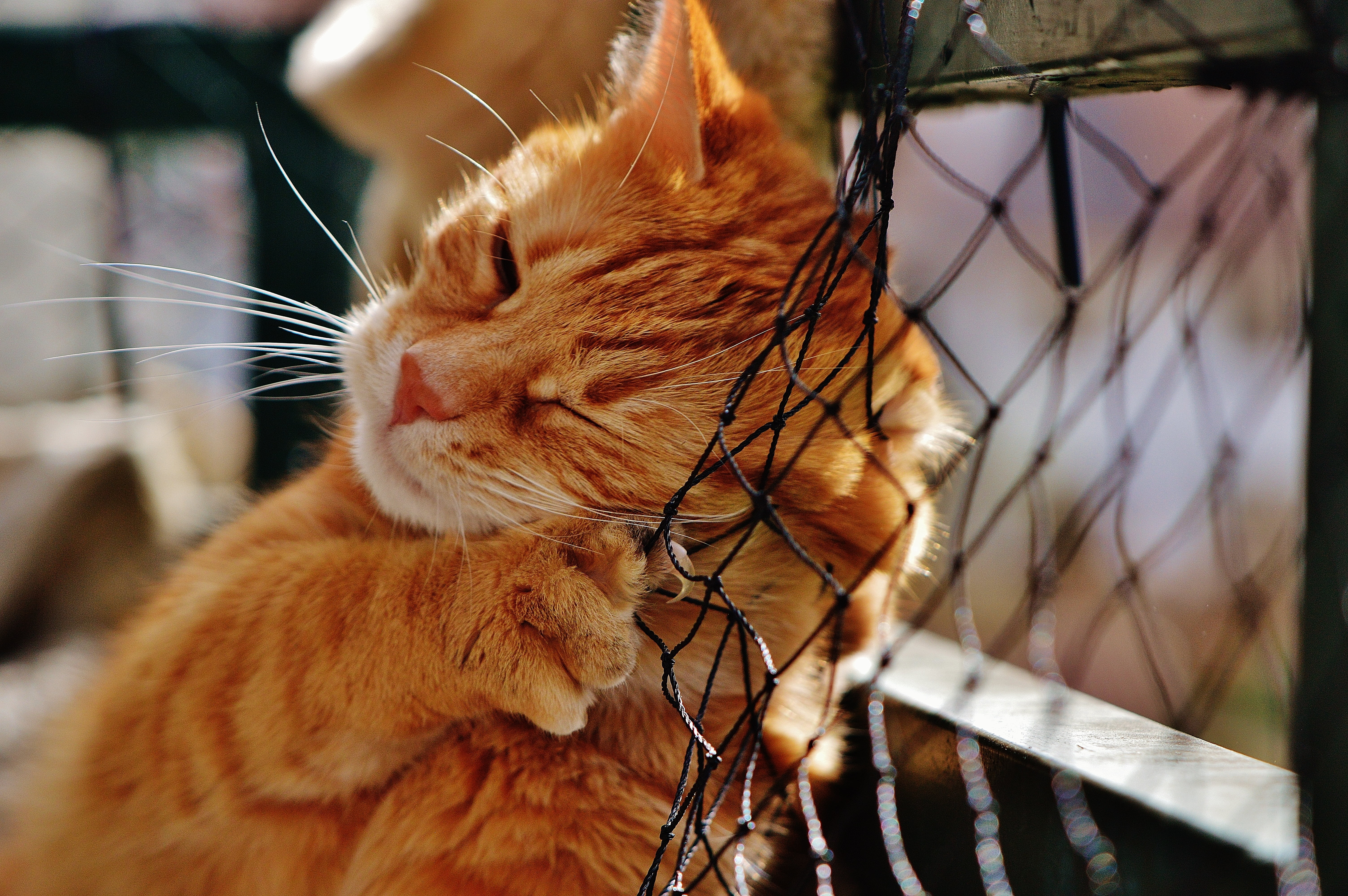 focus on foreground, red, whisker, mackerel, black, ginger cat, young cat, animal world, no people, outdoors, relaxation, cuddly, mammal, cat face, close-up, HD Wallpaper