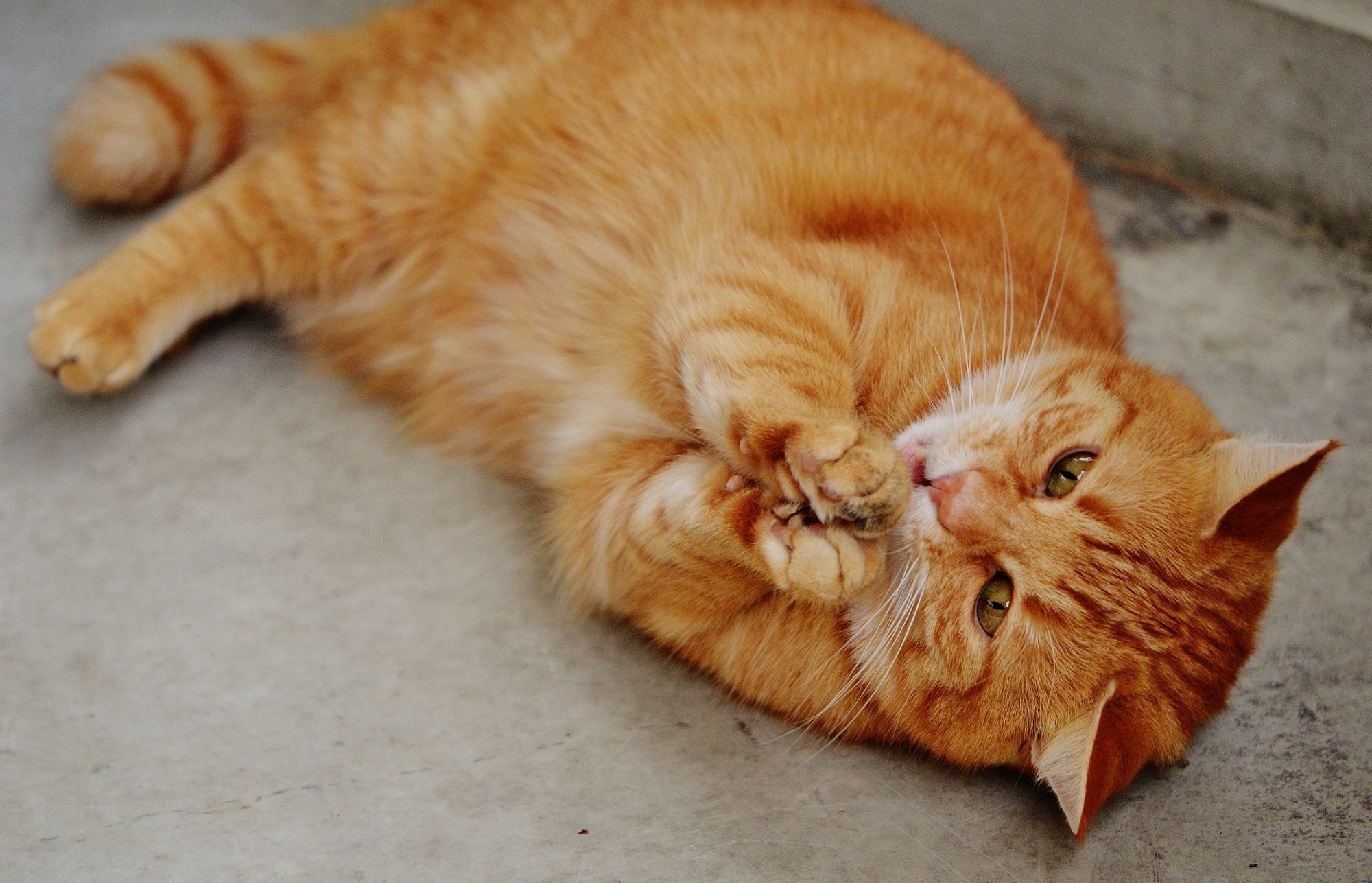 flooring, resting, high angle view, lying, ginger cat, mackerel, domestic, cat face, one animal, kitten, lying down, sweet, floor, cute, red, whisker, domestic cat, HD Wallpaper