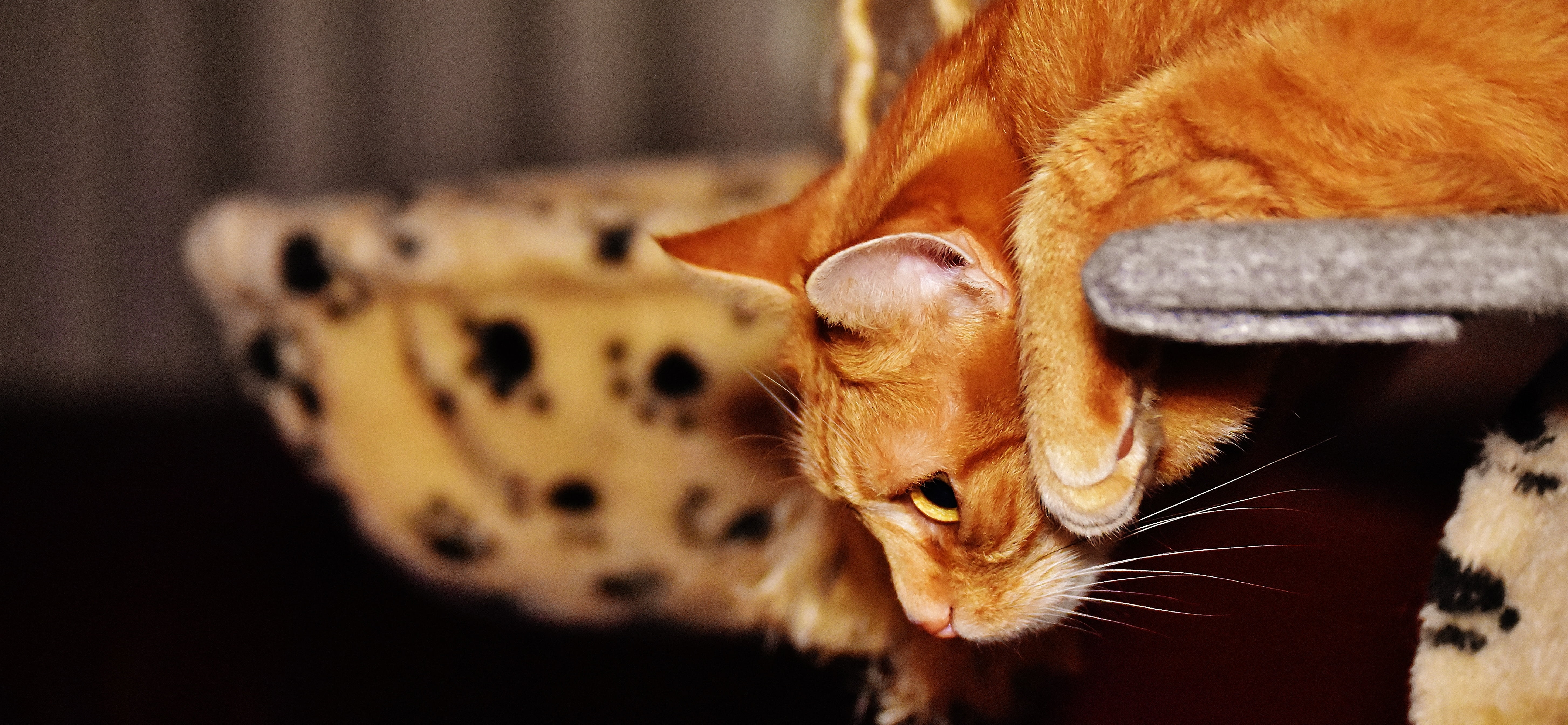 young cat, day, animal mouth, cuddly, animal head, domestic animals, indoors, whisker, fur, tiger, outdoors, no people, red mackerel tabby, sweet, animal, HD Wallpaper