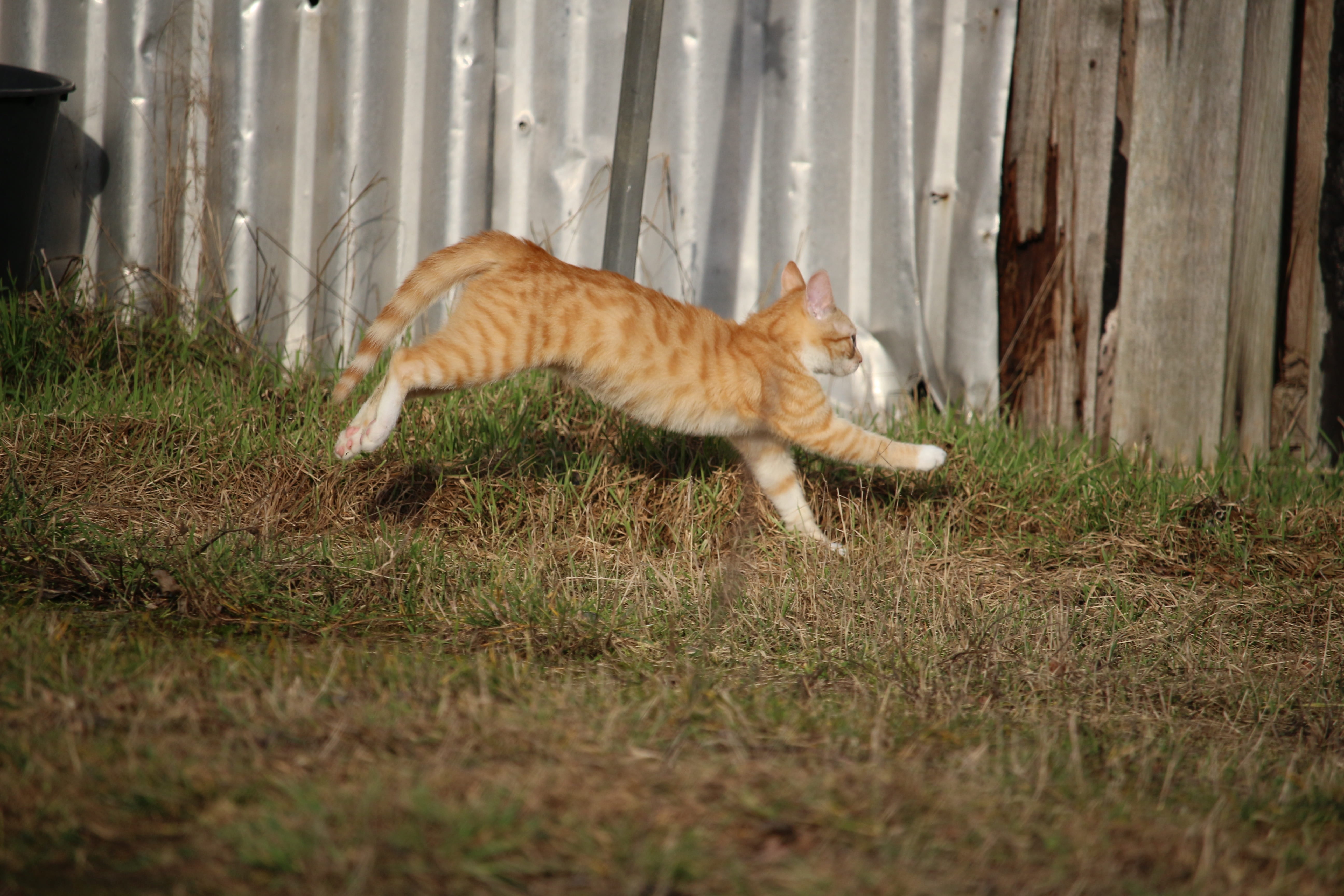 pets, vertebrate, no people, field, ginger cat, domestic animals, nature, full length, 5K, red cat, feline, plant, cat, red mackerel tabby, animal, domestic, HD Wallpaper