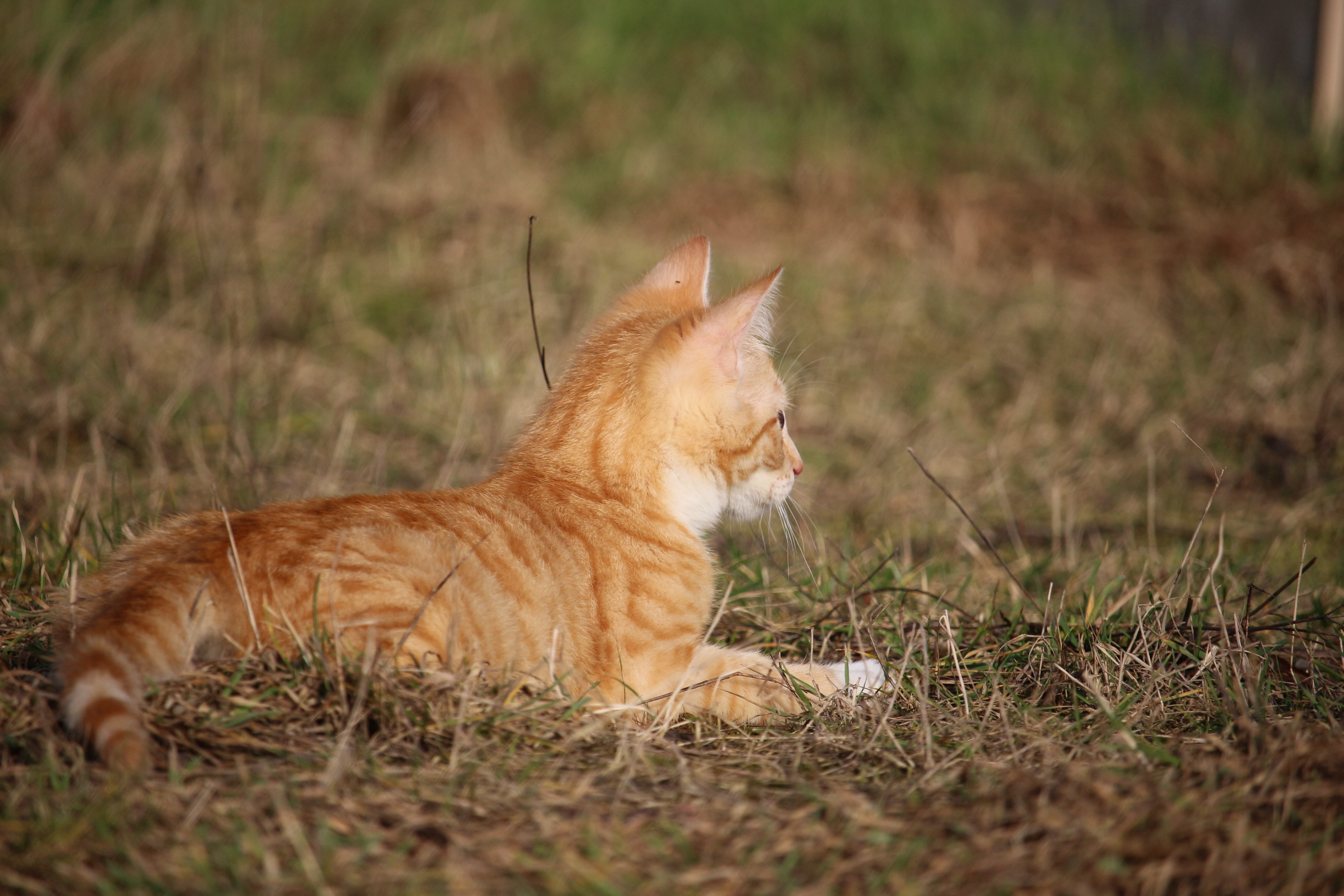 kitten, animal, whisker, domestic animals, pets, red mackerel tabby, side view, mackerel, relaxation, selective focus, one animal, domestic, animal themes, HD Wallpaper