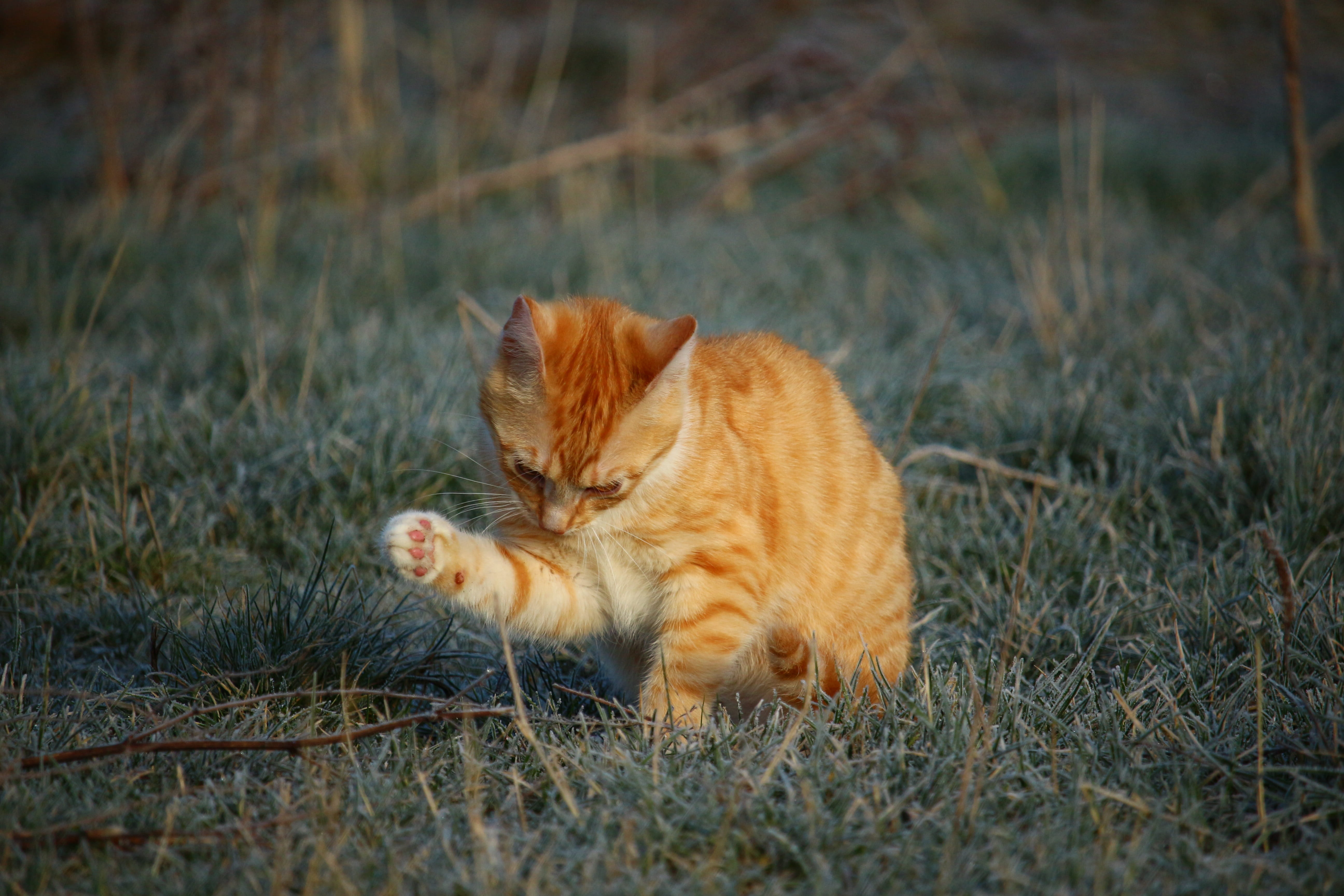 field, one animal, land, plant, relaxation, grass, animal themes, animal, ginger cat, red mackerel tabby, frost, hoarfrost, no people, domestic cat, 5K, HD Wallpaper