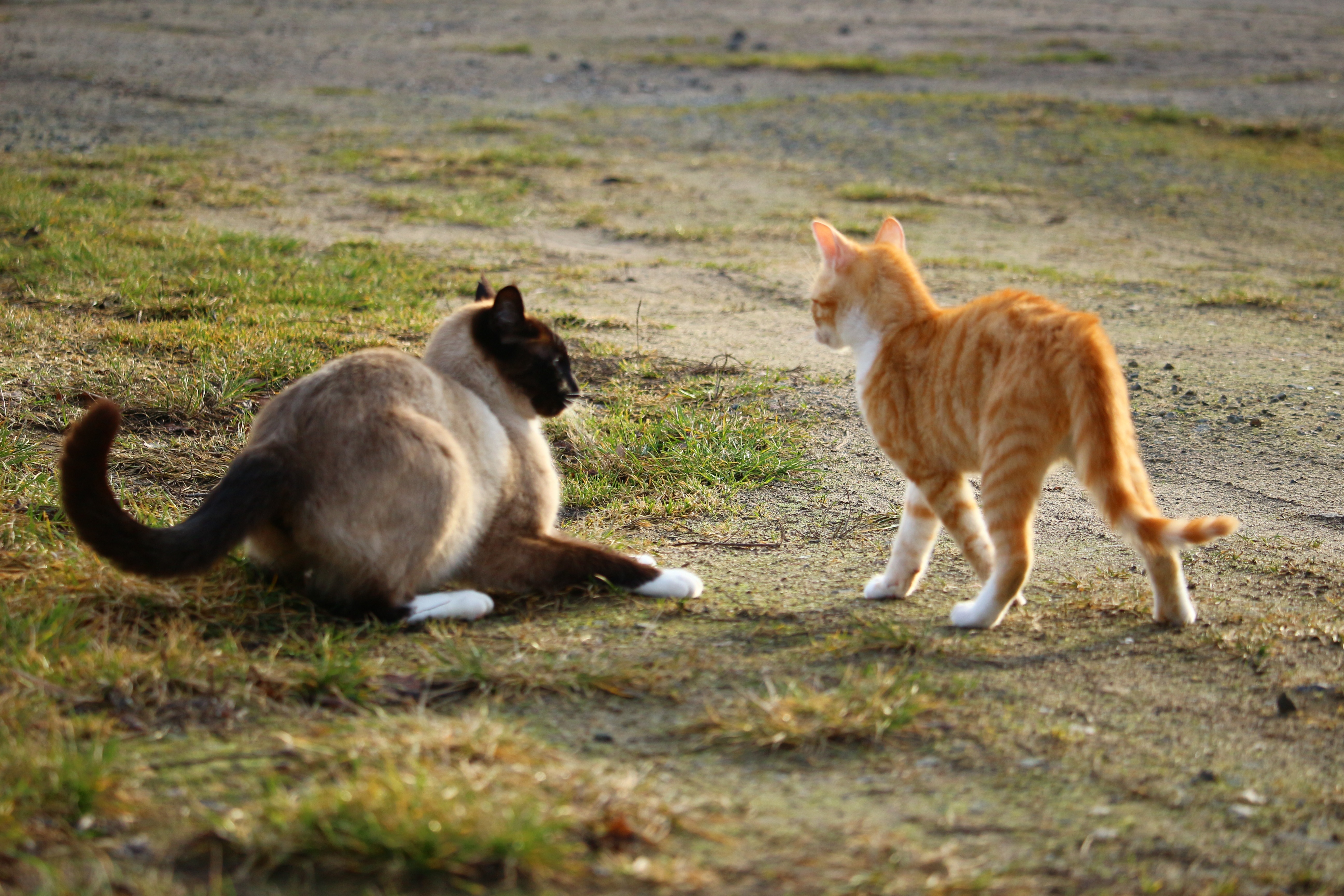 animal, land, red cat, animals in the wild, togetherness, animal wildlife, domestic animals, siamese, mammal, siamese cat, mackerel, young animal, young cat, HD Wallpaper