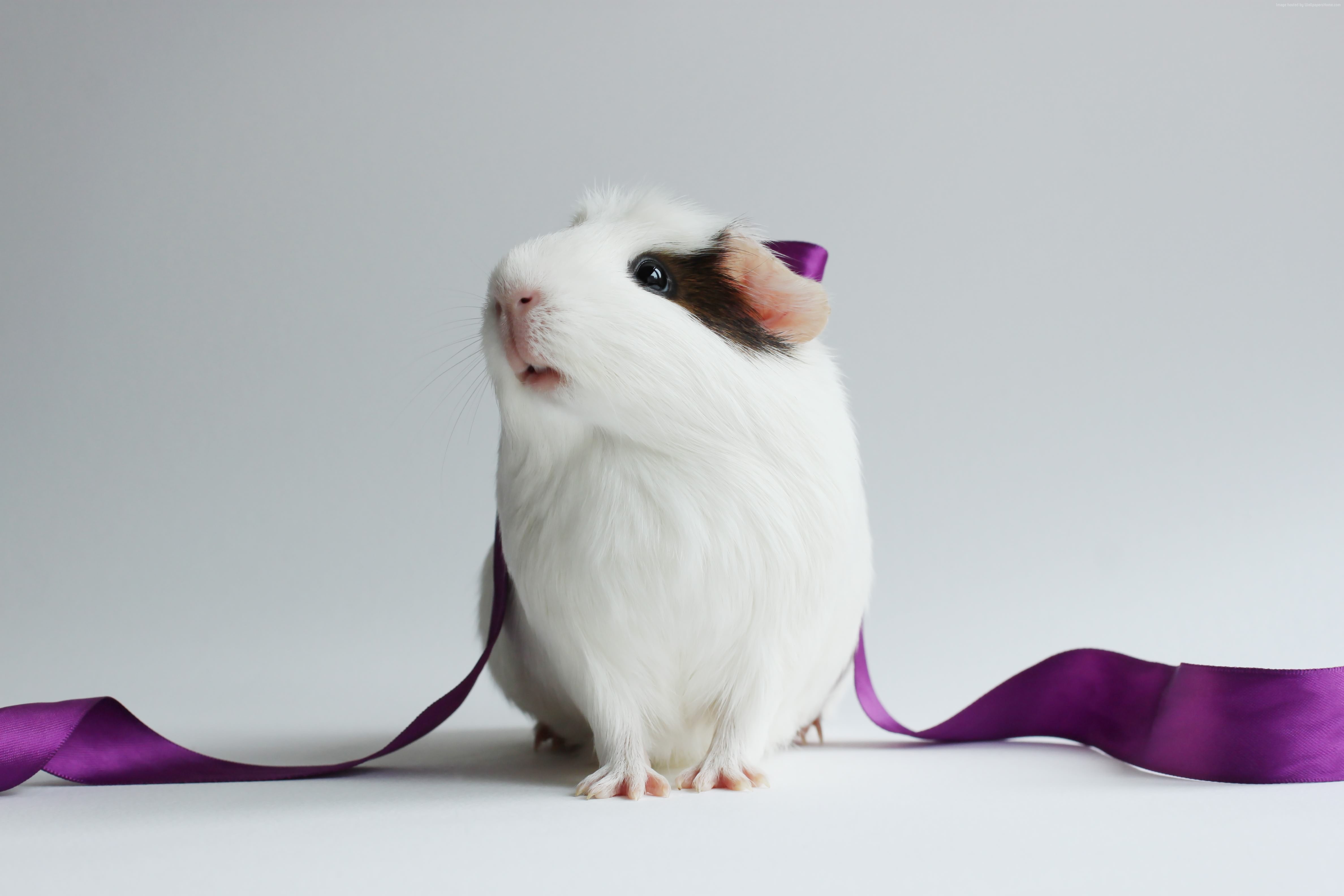 white, ribbon, purple, hamster, close-up, cute hamster, 4K, white background, HD Wallpaper
