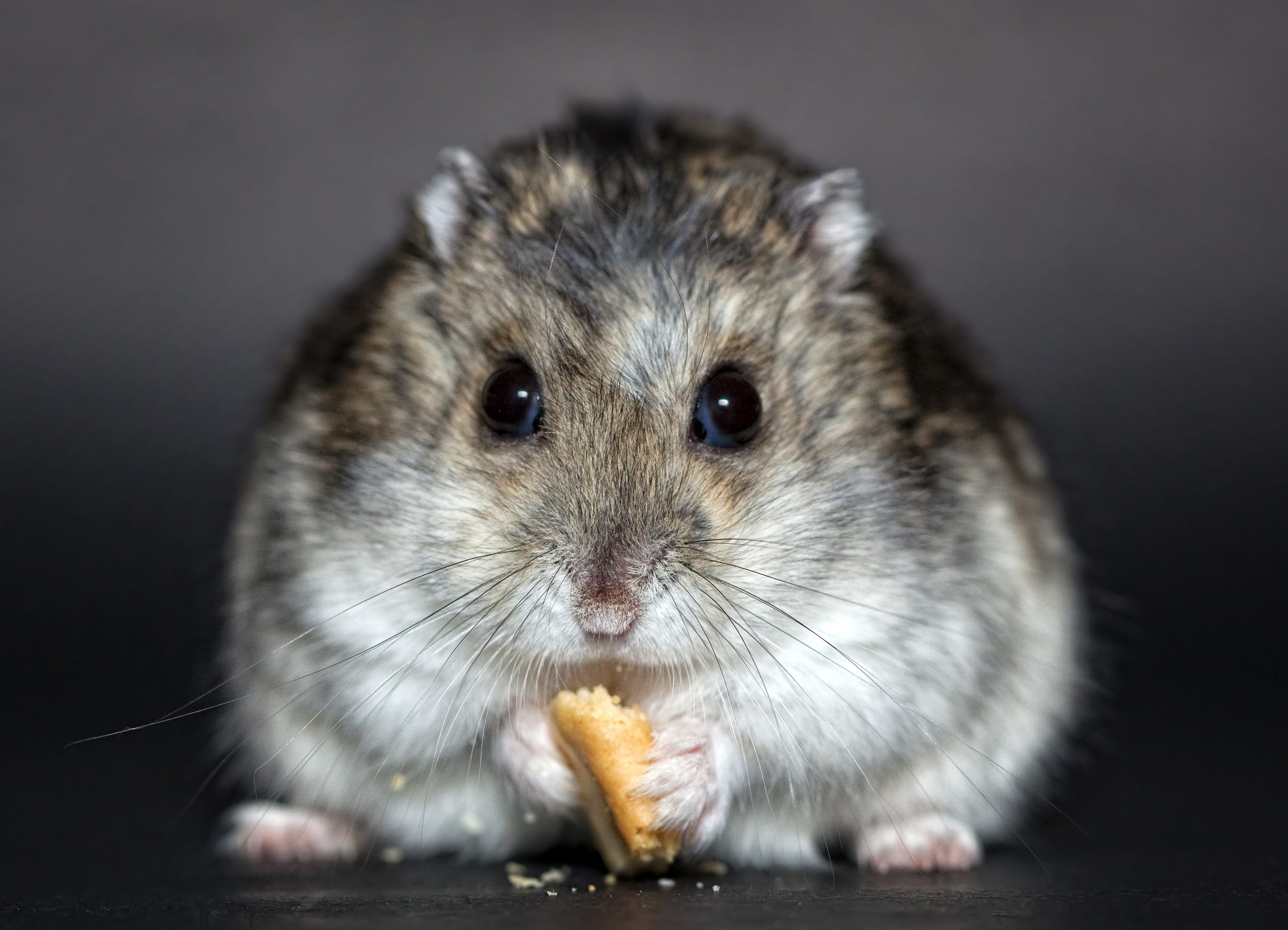 mouse, biscuit, studio shot, cute, animal head, looking at camera, dwarf hamster, dschungare, one animal, gray, hungry, dsungare, animal eye, domestic, HD Wallpaper