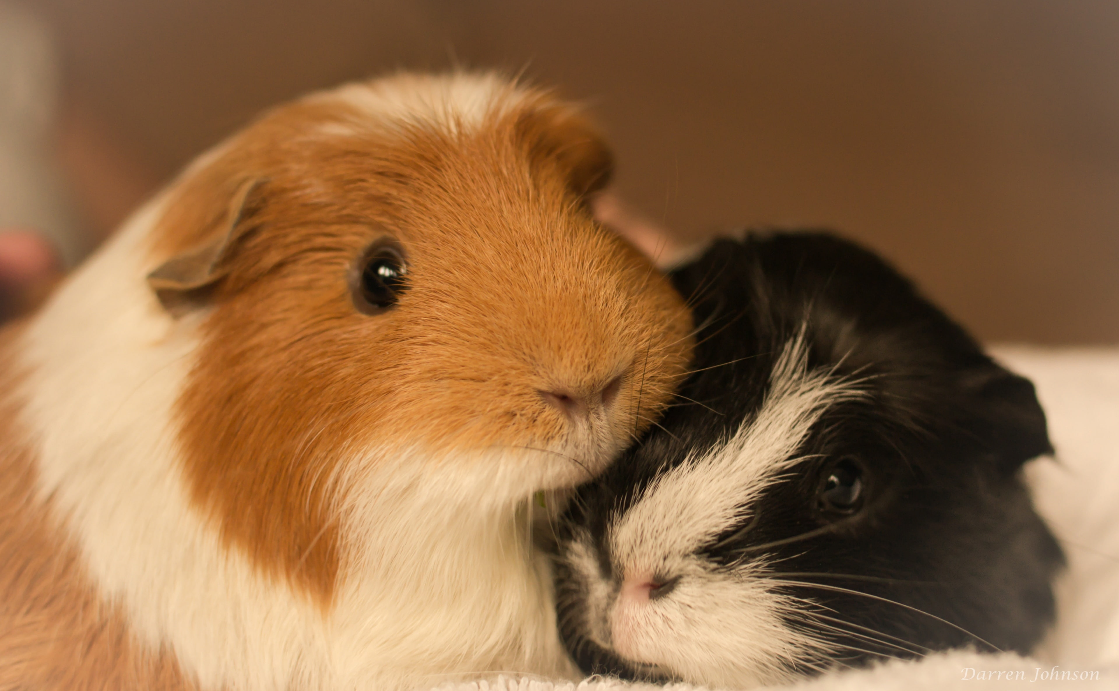guinea pig, mammal, hamster, Ginger, shothotspotcom, pets, domestic, animal head, besties, one animal, Pigs, animal themes, focus on foreground, Friends, HD Wallpaper