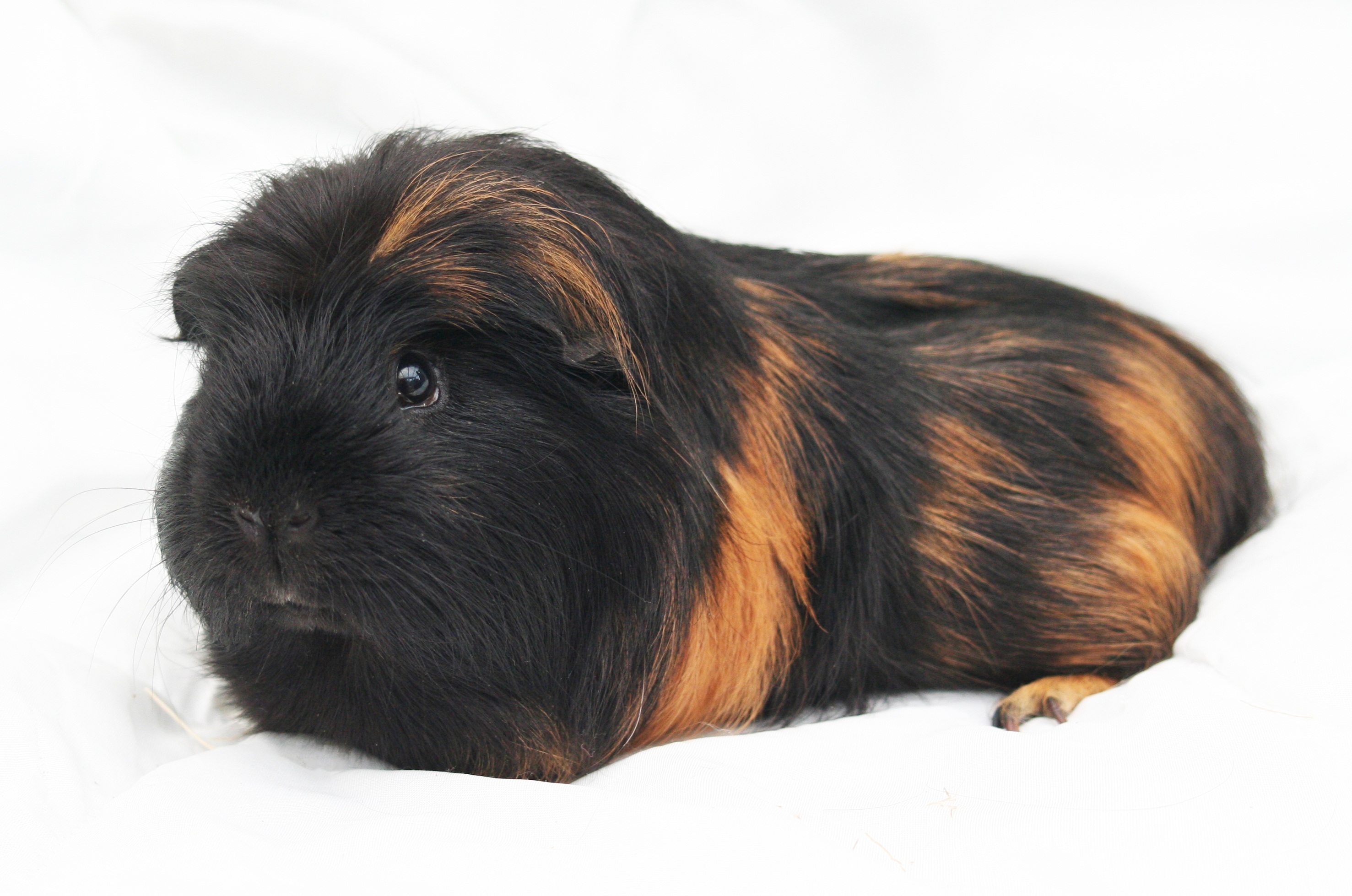 dog, young animal, animal head, lying down, animal eye, guinea-pig, cute, mammal, funny, animal themes, pet, no people, guinea, rodent, cavy, canine, vertebrate, HD Wallpaper