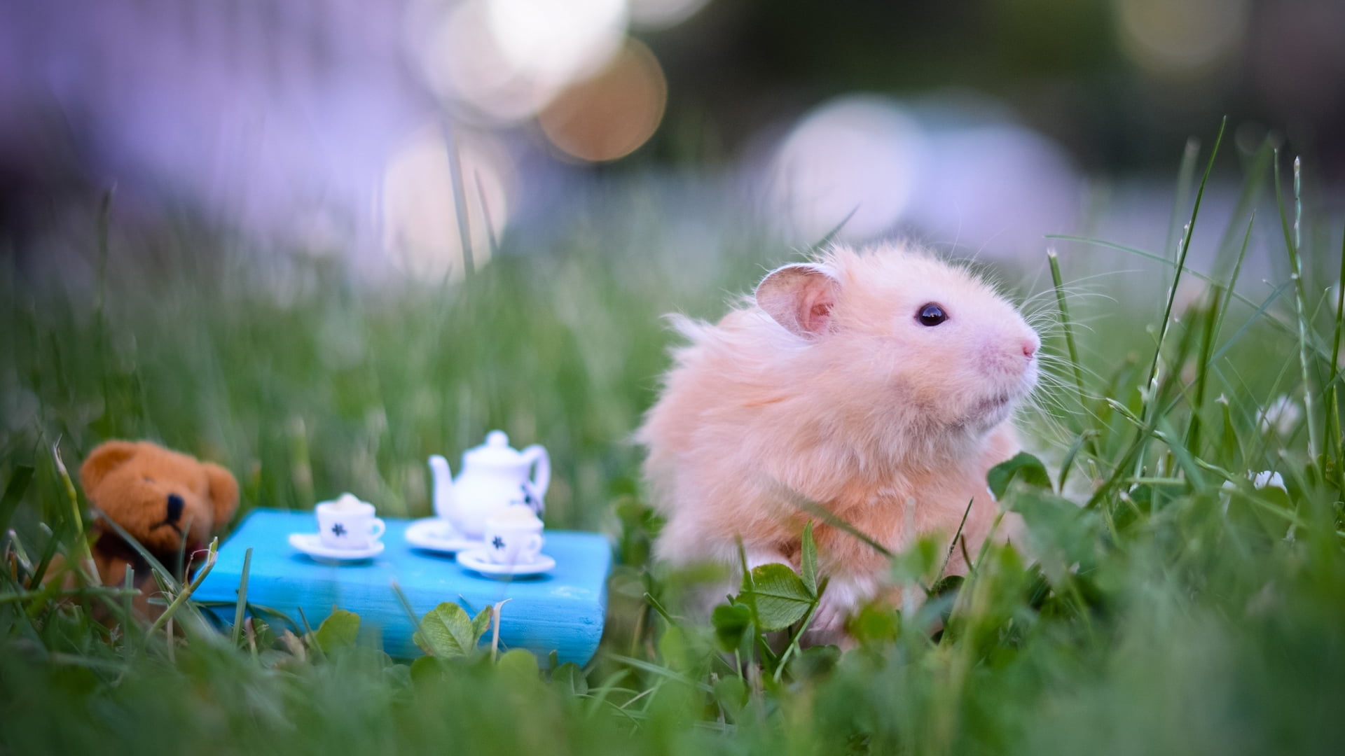animals, chicken, vertebrate, pets, animal themes, 1080P, animal wildlife, rodent, baby, one animal, pet, selective focus, no people, funny, mammal, domestic, HD Wallpaper