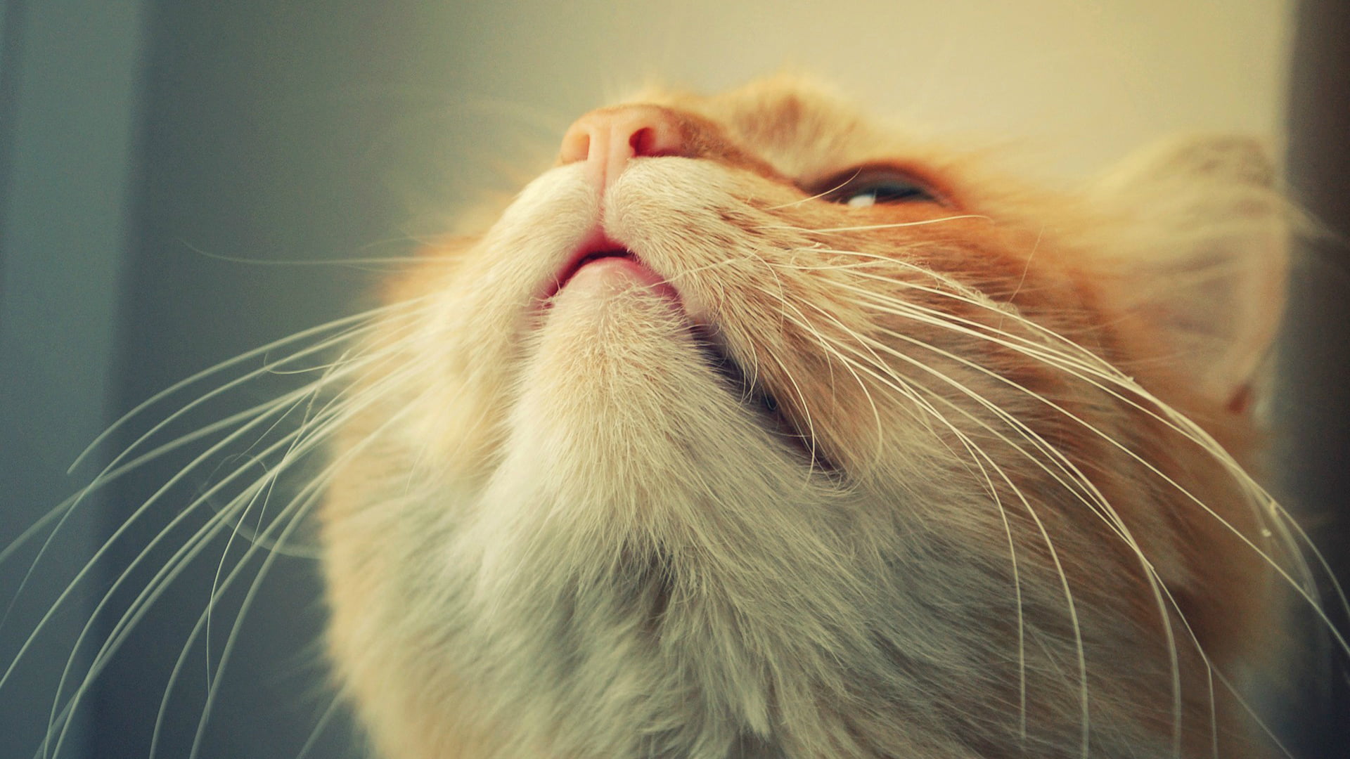 cat, pets, whisker, fur, mammal, 1080P, vertebrate, animal, animals, animal themes, rodent, indoors, chicken, domestic, domestic cat, looking, hamster, HD Wallpaper