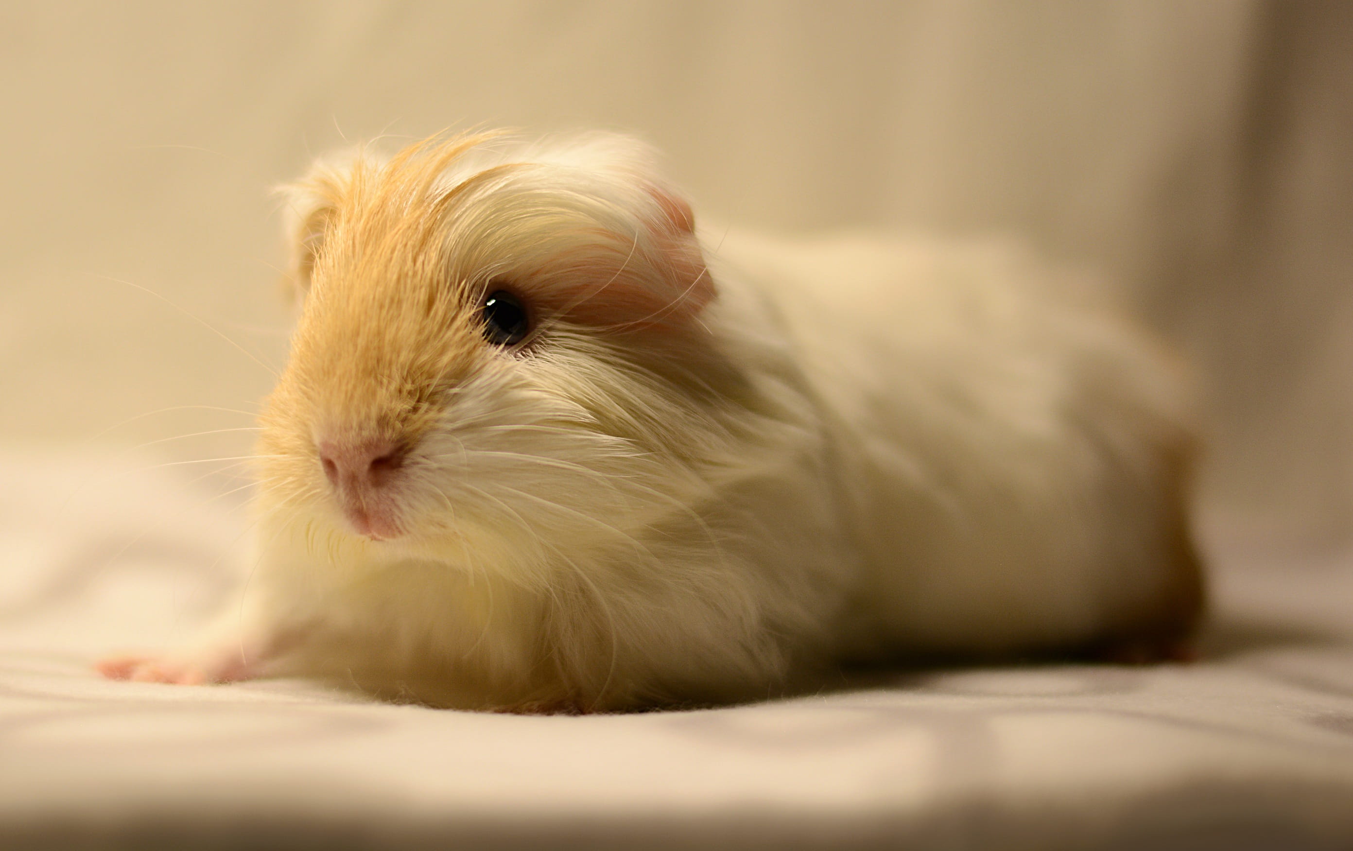 rodent, guinea, animal themes, white, domestic animals, hair, small, no people, tan, close-up, animal eye, cute, animal hair, indoors, white color, furniture, HD Wallpaper