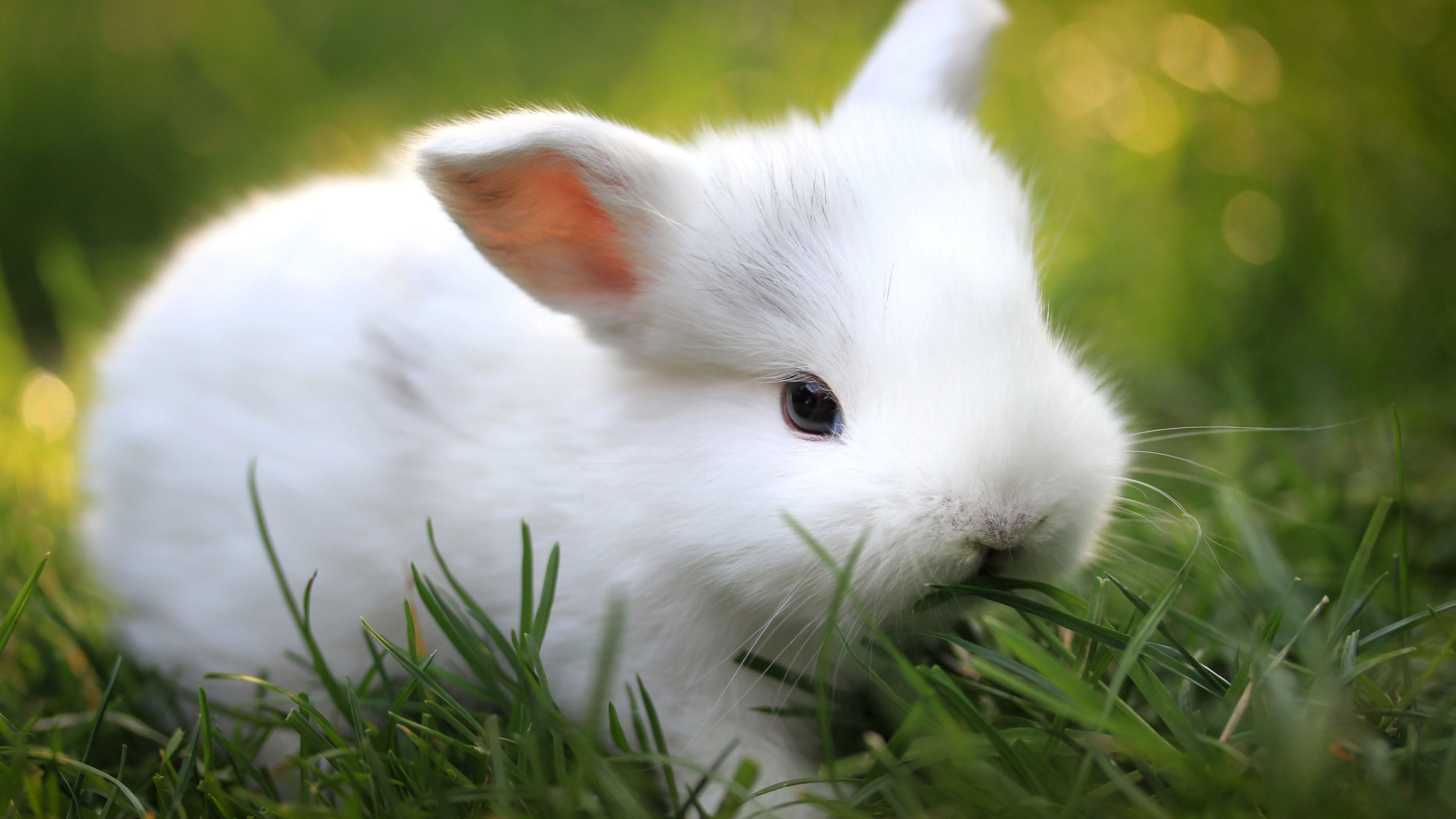 animal wildlife, fluffy, angora, nature, plant, vertebrate, one animal, animal, cute, animal head, portrait, easter, mammal, 4K, guinea pig, funny, domestic, HD Wallpaper