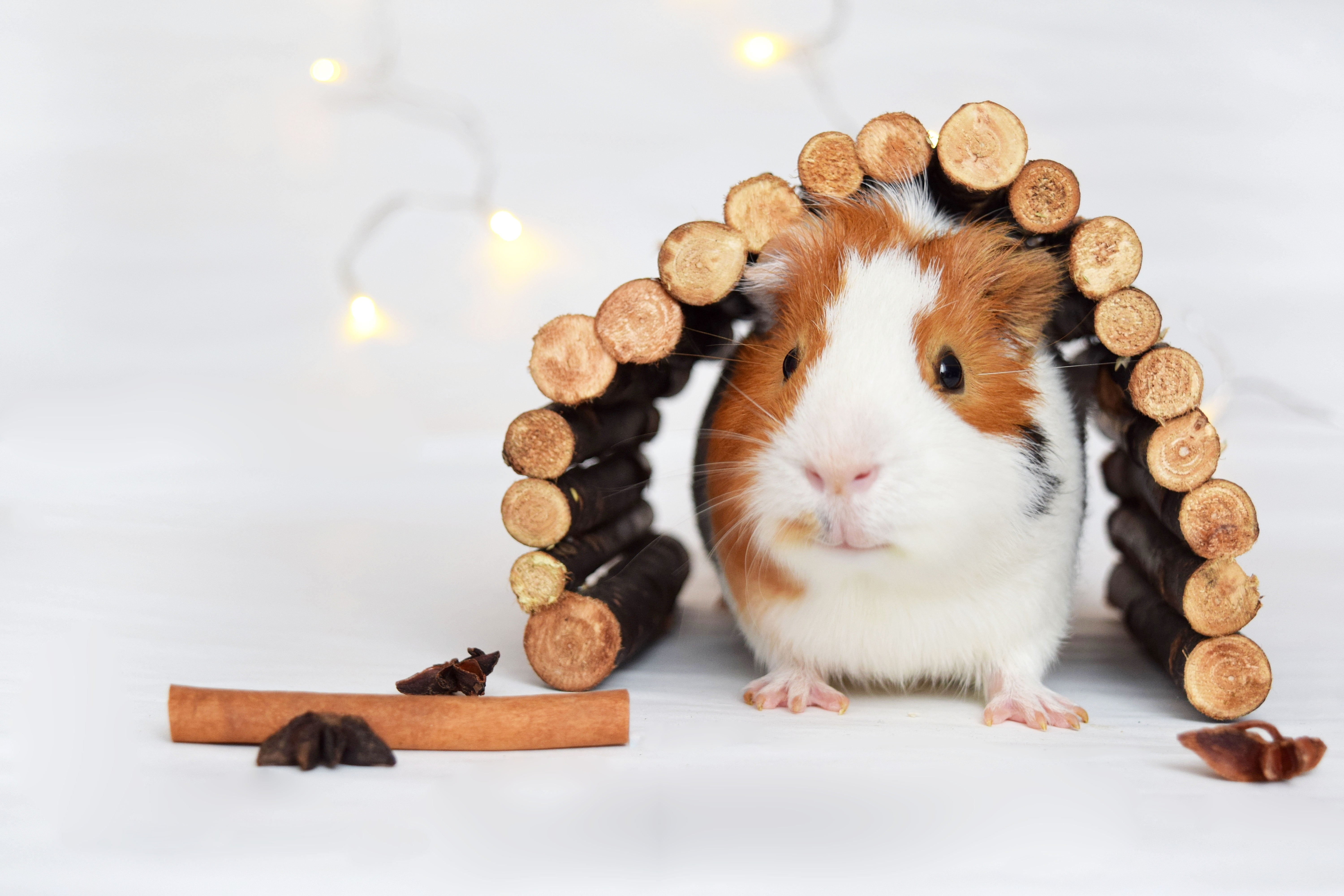 domestic animals, domestic, animal, no people, christmas, white, adorable, pig, happy, animal wildlife, mammal, cavy, nut, guinea-pig, wood - material, HD Wallpaper