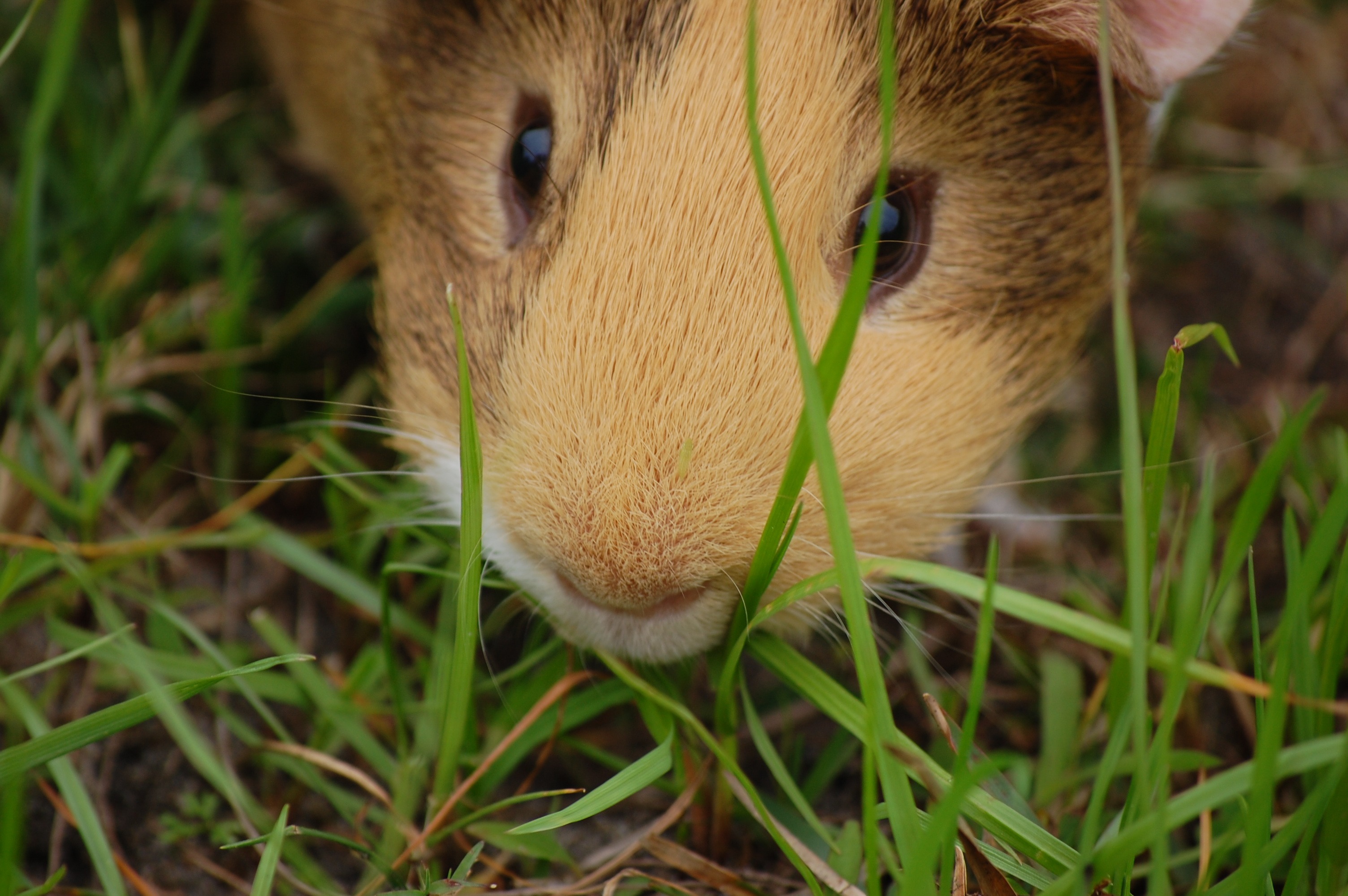 guinea, no people, domestic animals, animal body part, grass, close-up, pet, mammal, pets, land, animal head, cavy, rodent, guinea pig, looking at camera, HD Wallpaper
