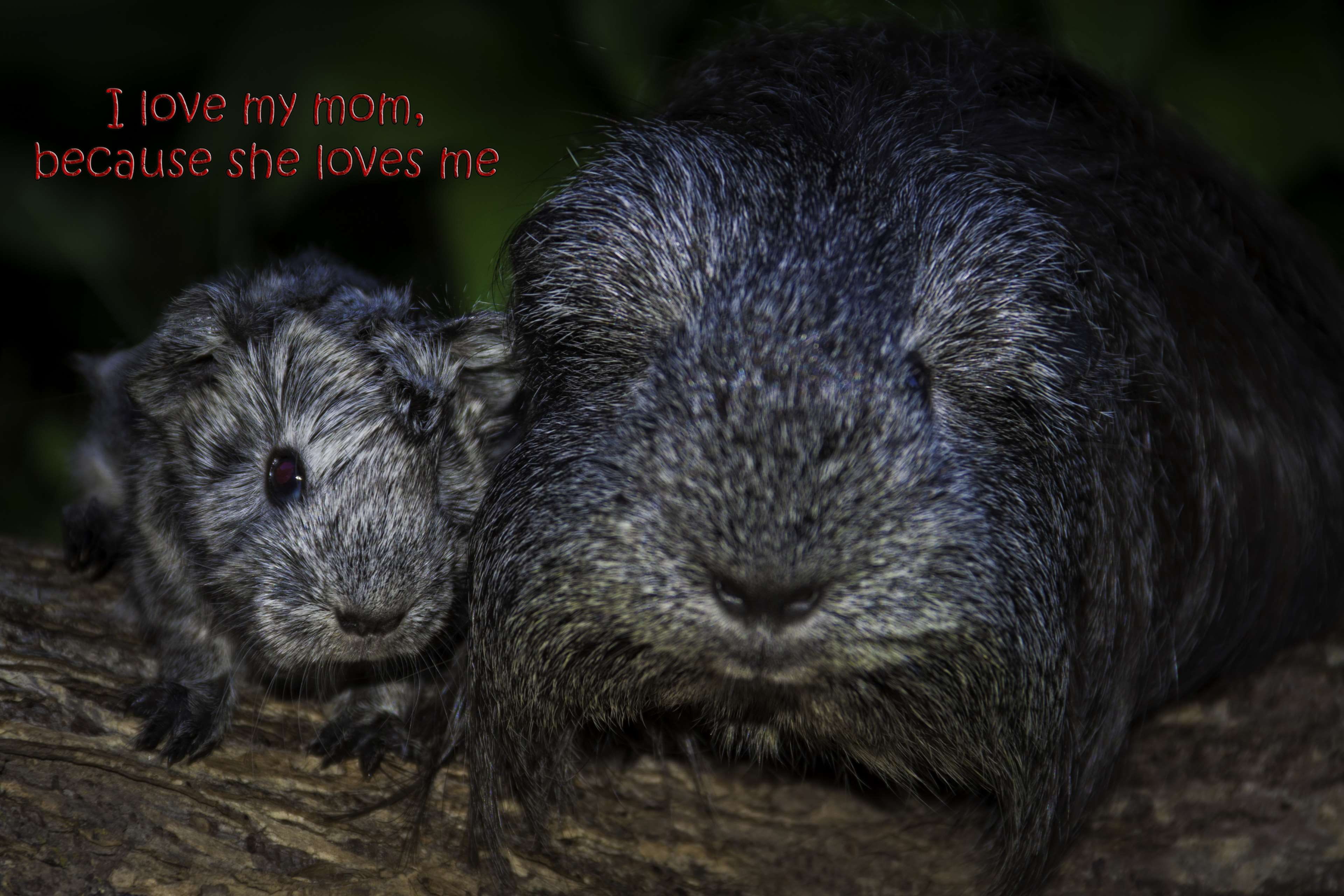 close-up, sign, guinea pig, two animals, western script, land, day, animal, group of animals, animal wildlife, outdoors, animals in the wild, vertebrate, HD Wallpaper