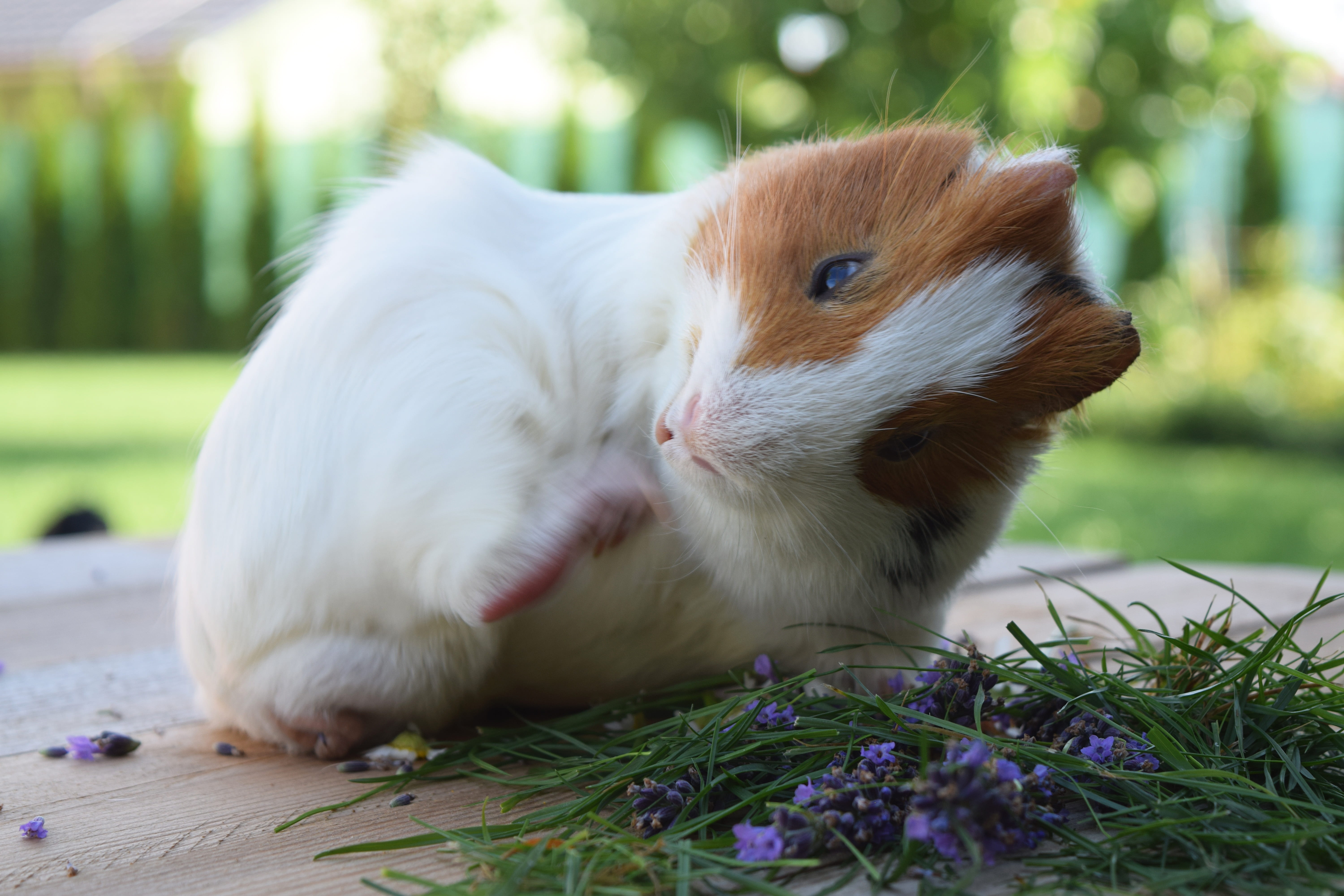 rodent, eating, young, domestic, adorable, pets, domestic animals, funny, floor, leaves, animal themes, small, spring, focus on foreground, close-up, selective focus, HD Wallpaper