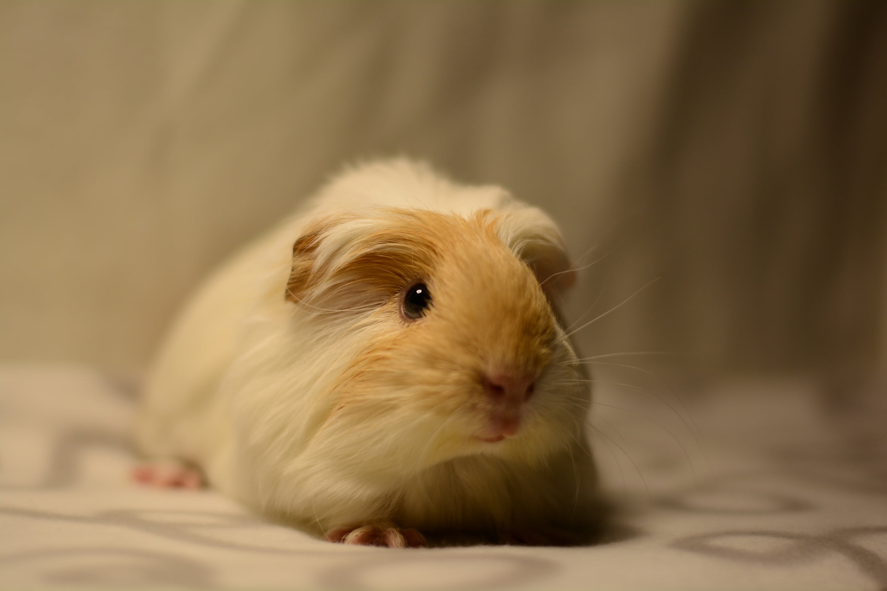 close-up, vertebrate, animal hair, bed, domestic animals, portrait, small, cute, no people, animal head, pets, rodent, indoors, animal, furniture, hair, HD Wallpaper
