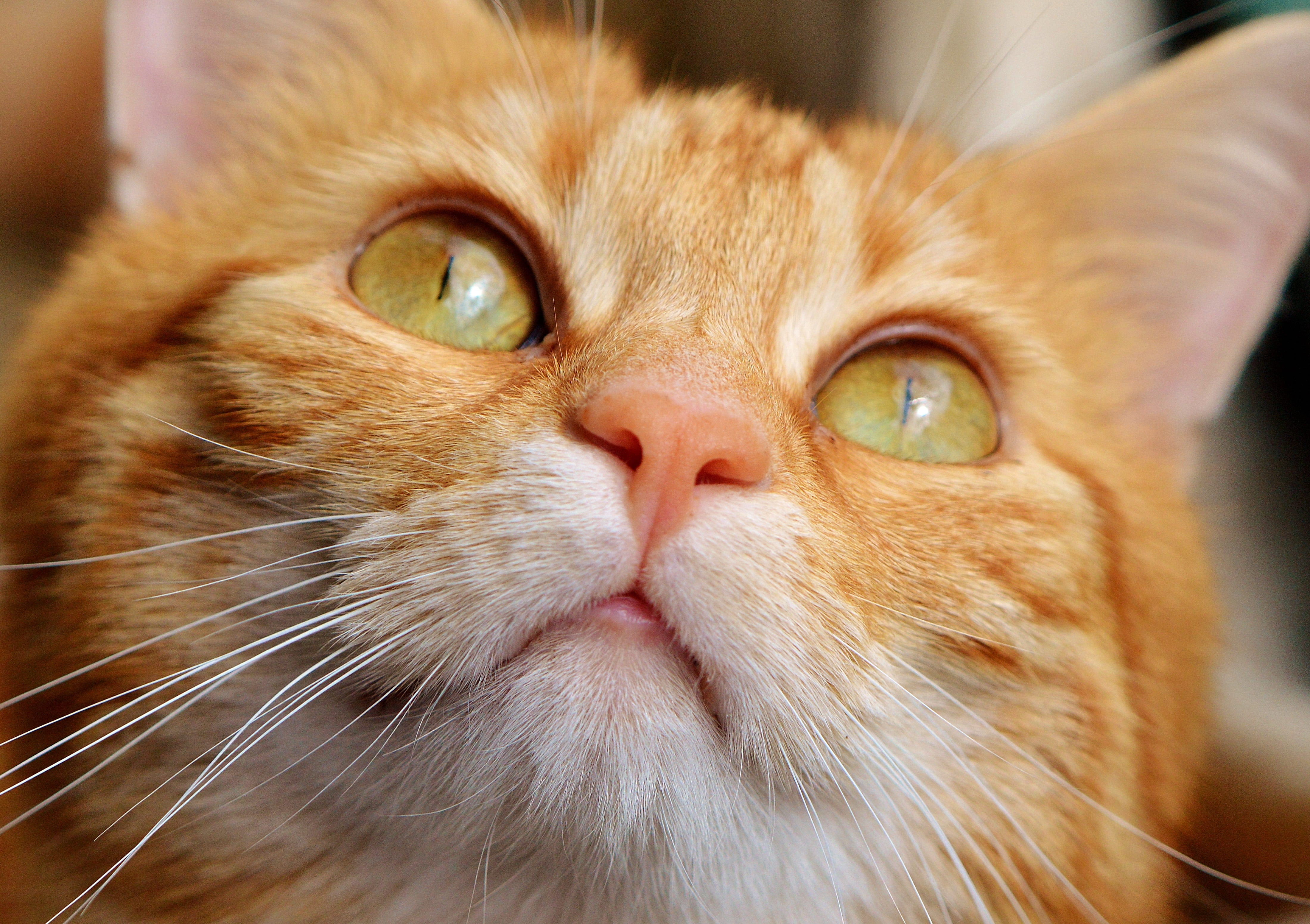 fur, cat face, kitten, red mackerel tabby, portrait, domestic, playful, animal world, mammal, animal themes, tiger, whisker, cats eyes, snout, shot, cute, HD Wallpaper