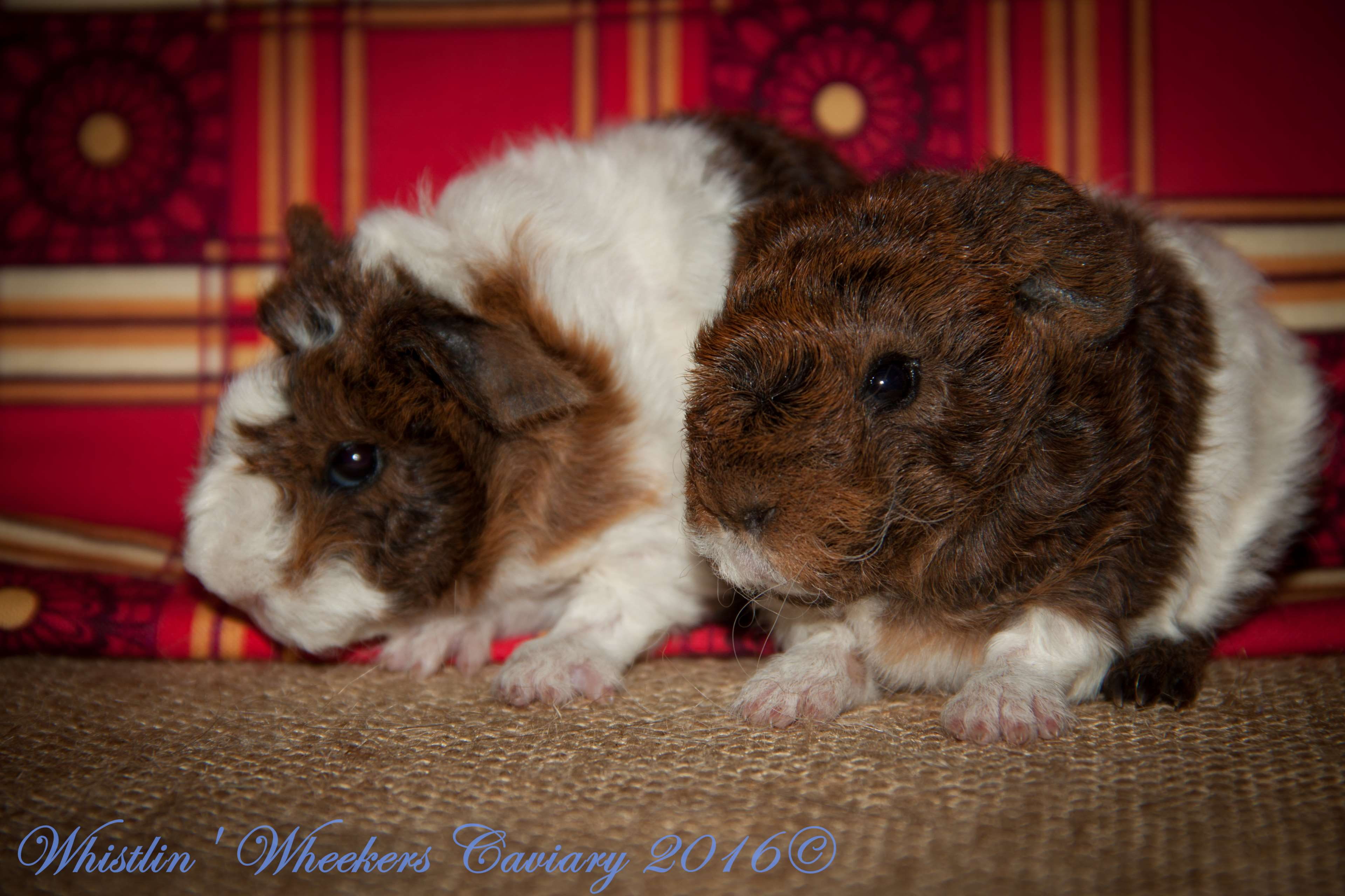 small, canine, indoors, focus on foreground, mammal, shih tzu, no people, rug, softness, two animals, domestic, young animal, texel guinea pig, animal themes, HD Wallpaper