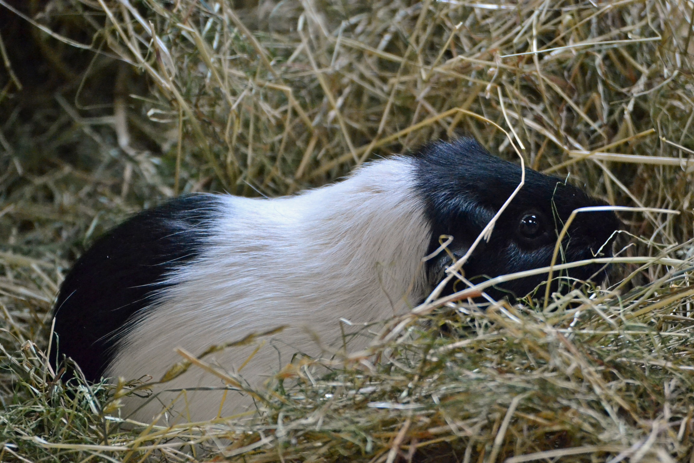 one animal, domestic, canine, cavy, animal, white, black, dog, small, border collie, plant, lying down, day, no people, grass, pets, domestic animals, black color, HD Wallpaper