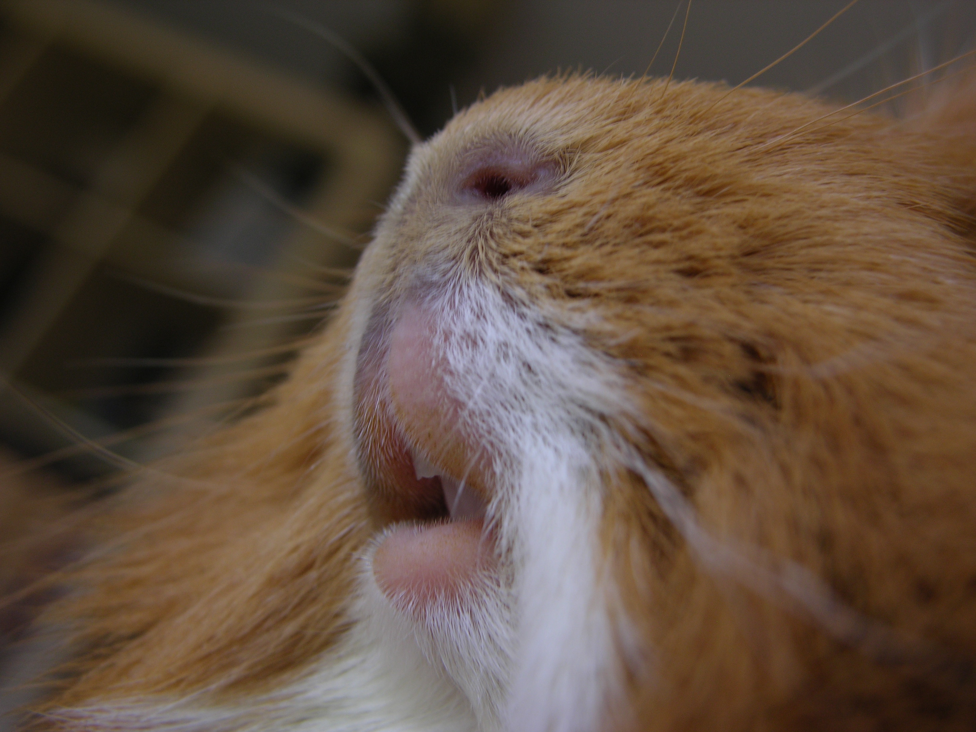 one animal, macro, domestic, cavy teeth, snout, nose, animal mouth, animal, cute, vertebrate, 2K, pets, whisker, fur, animal head, focus on foreground, HD Wallpaper