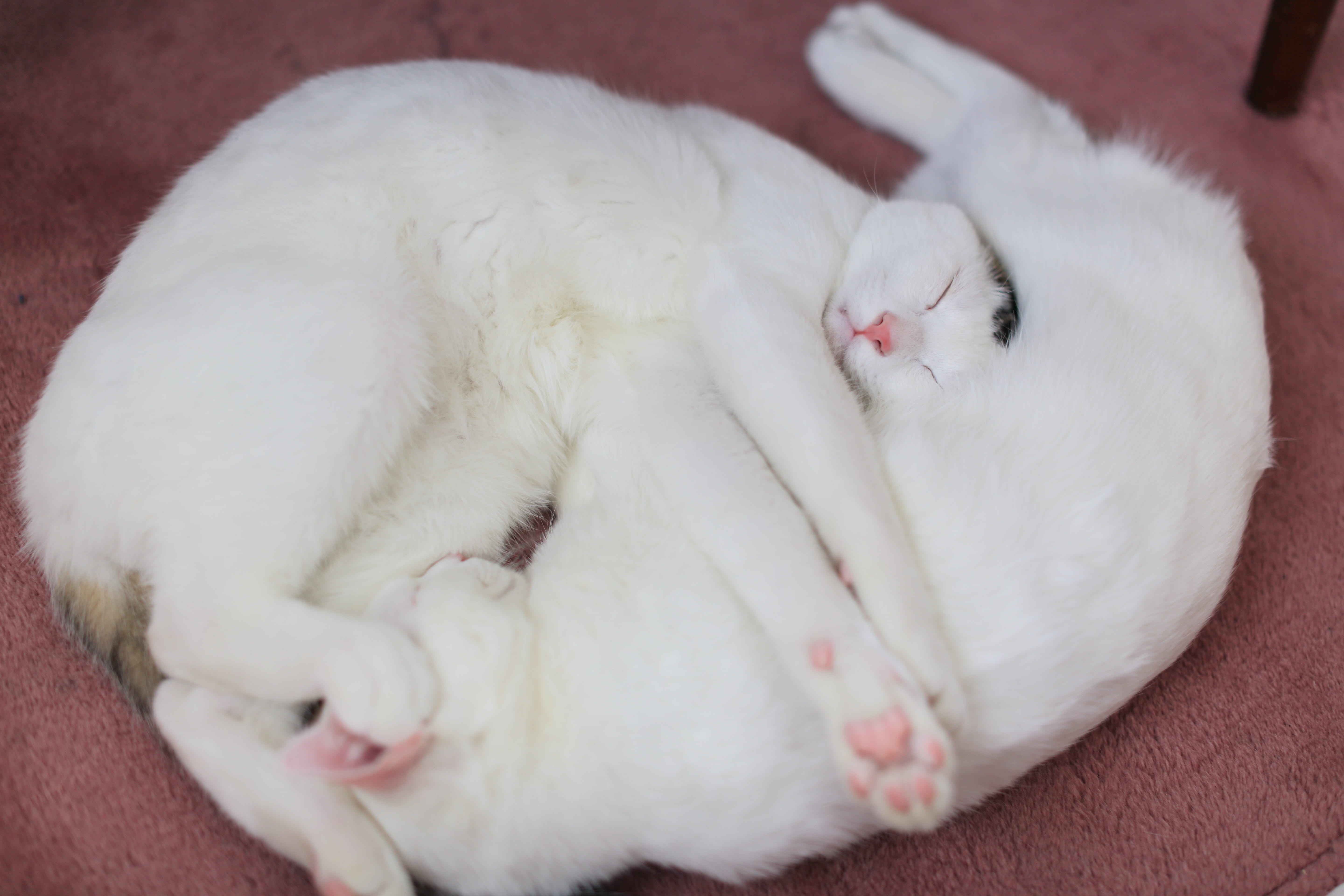 whisker, relaxation, relaxing, therapy, mammal, sleeping, close-up, animal, relax, person, looking, cavy, smile, domestic animals, white color, lying down, HD Wallpaper