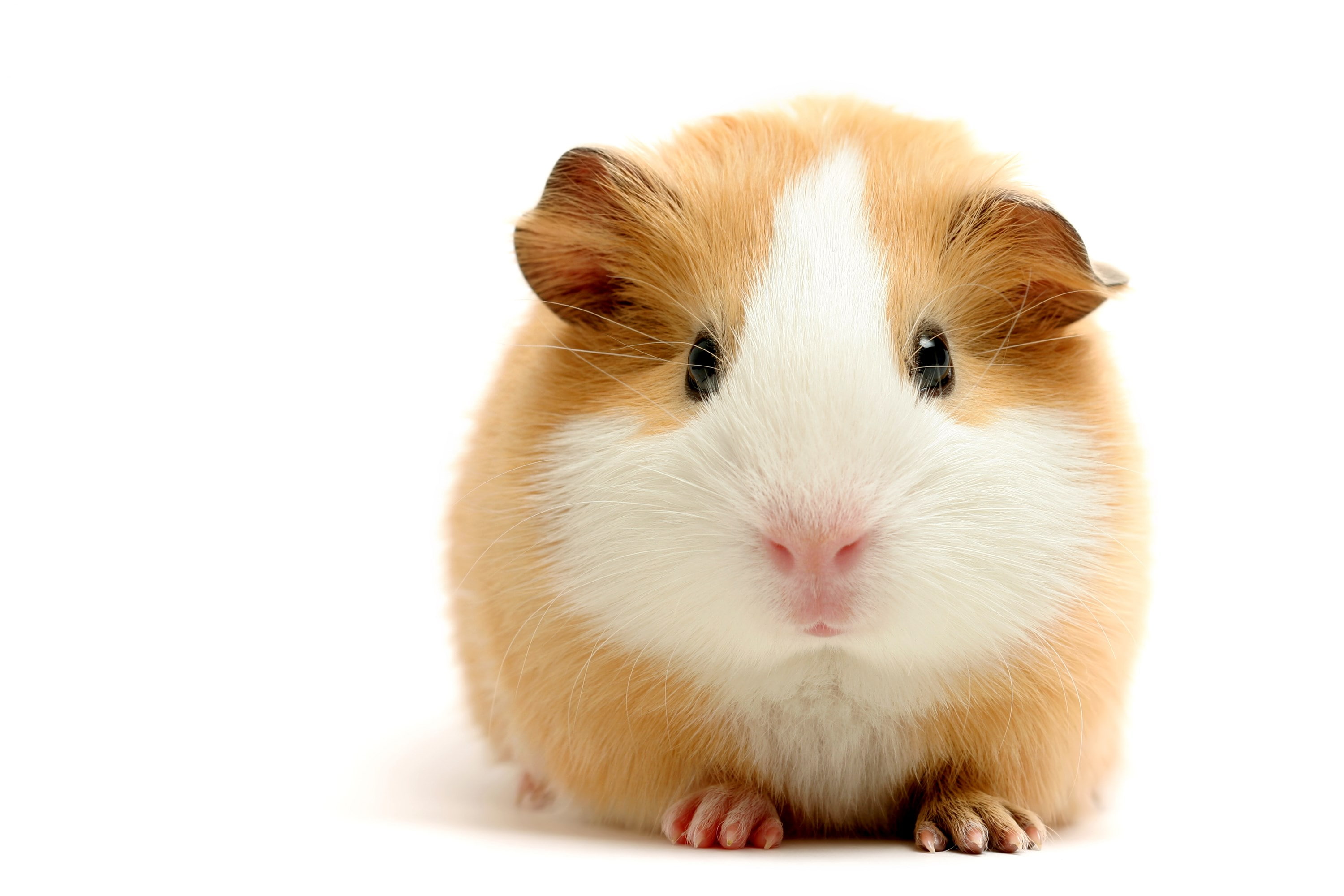 guinea pig, 2K, HD Wallpaper