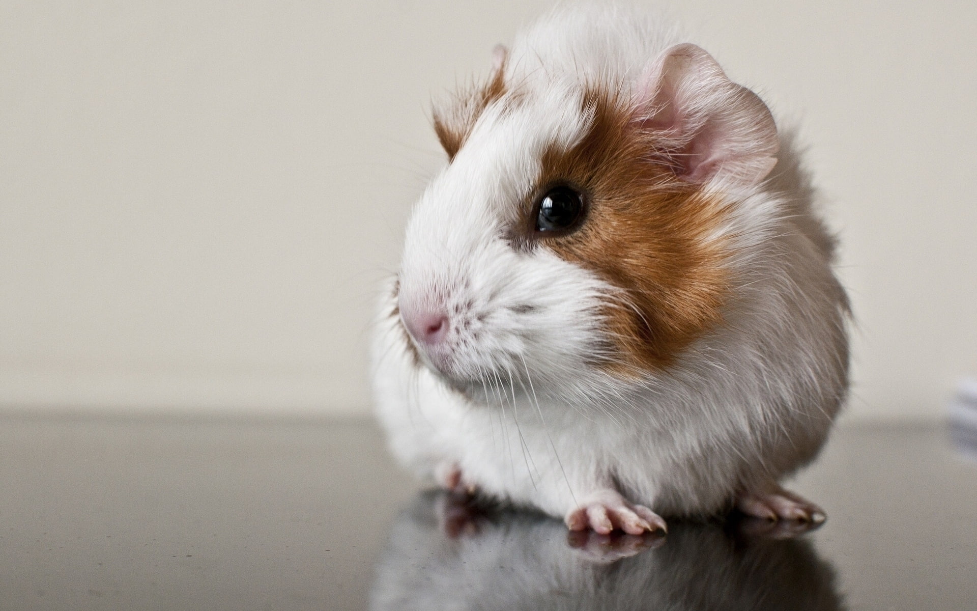 guinea, 1080P, pig, HD Wallpaper