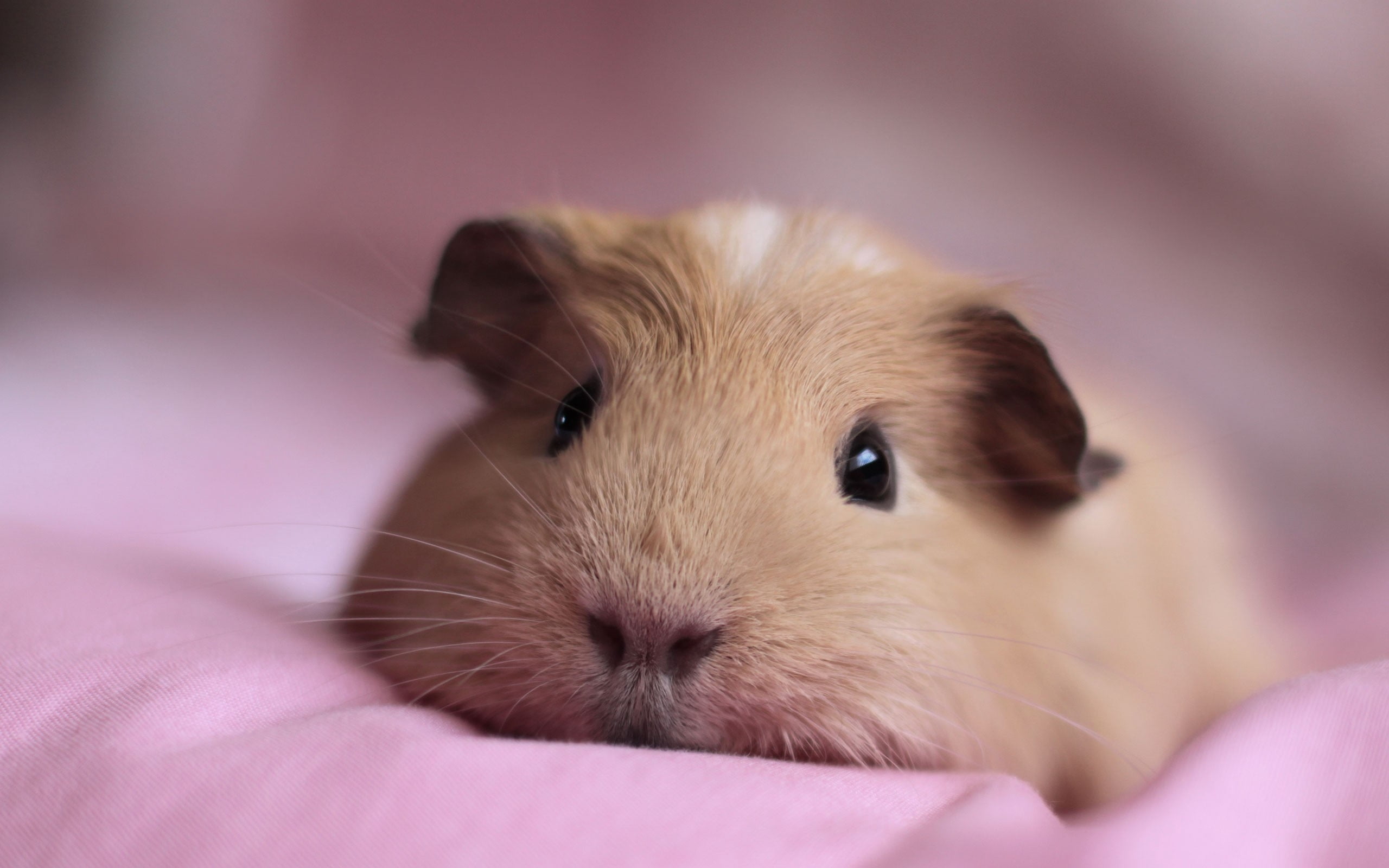 rodent, fur, portrait, furniture, domestic, softness, animal Hair, small, nose, looking at camera, no People, brown, selective focus, close-up, domestic Animals, HD Wallpaper