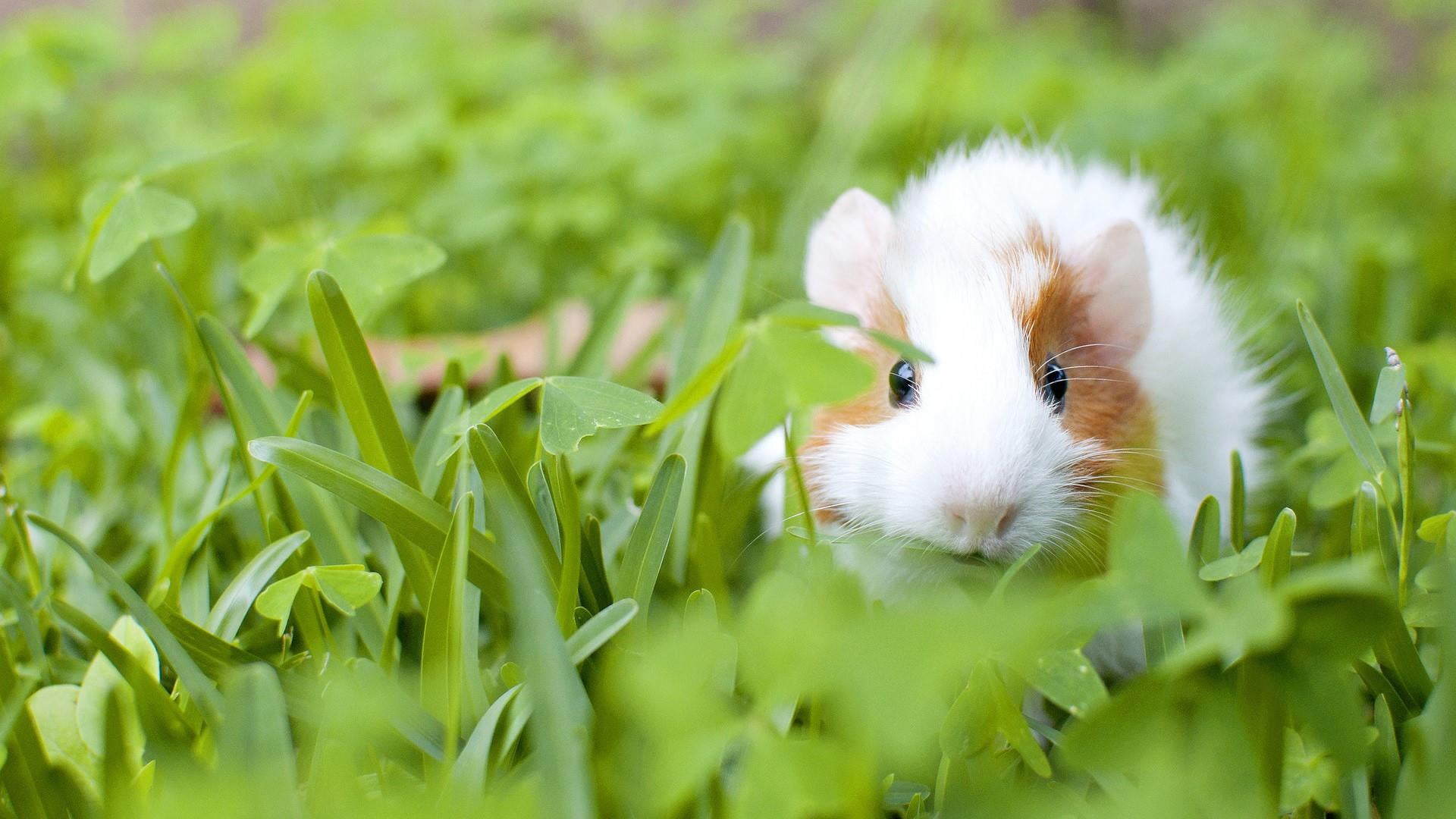 grass, clover, domestic, rodent, domestic animals, mammal, whisker, 1080P, plant, portrait, outdoors, rabbit - animal, close-up, small, animal themes, HD Wallpaper