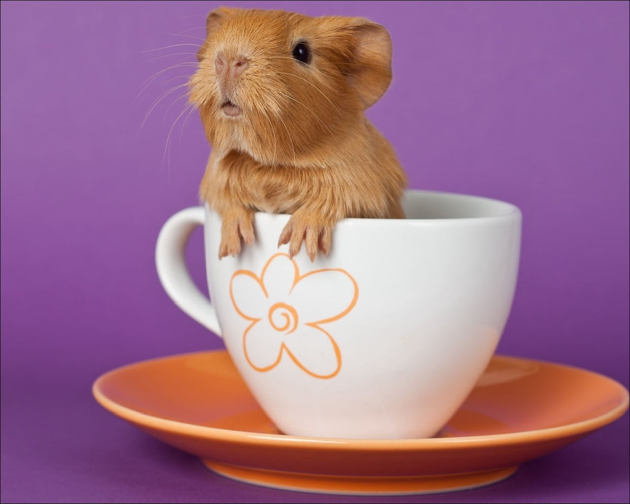 cup, animal themes, whisker, one Animal, drink, pets, teacup, 720P, coffee Cup, close-up, looking, guinea pig, rodent, white, cute, purple, studio Shot, HD Wallpaper