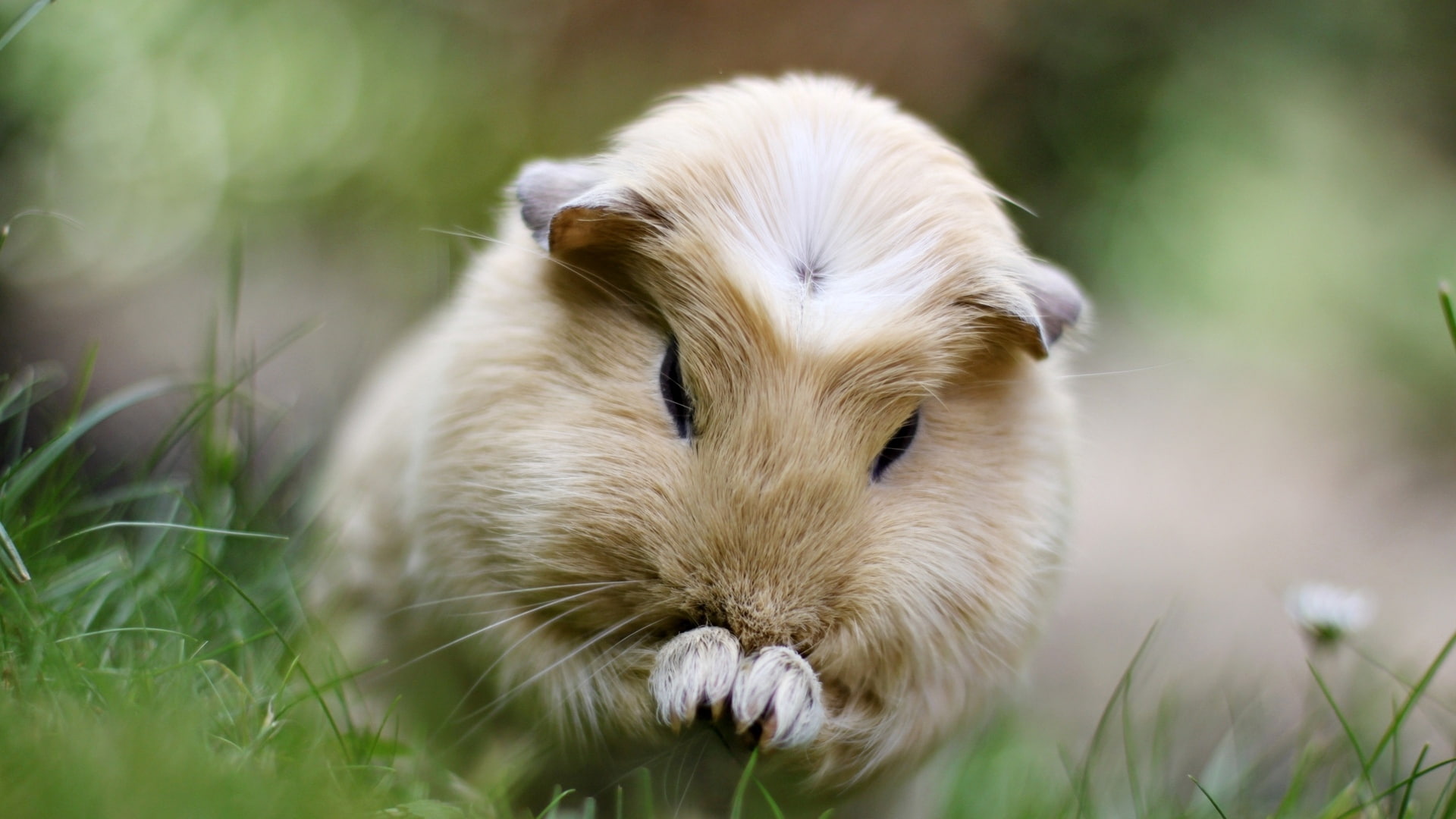 1080P, guinea pig, beautiful, fluffy, sit, grass, HD Wallpaper