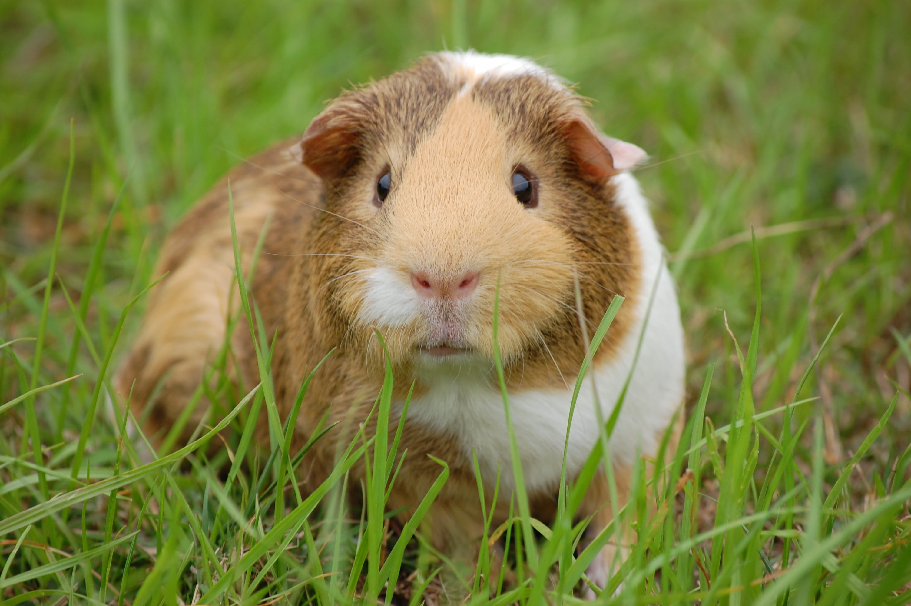 guinea, grass, 2K, rodent, pig, HD Wallpaper