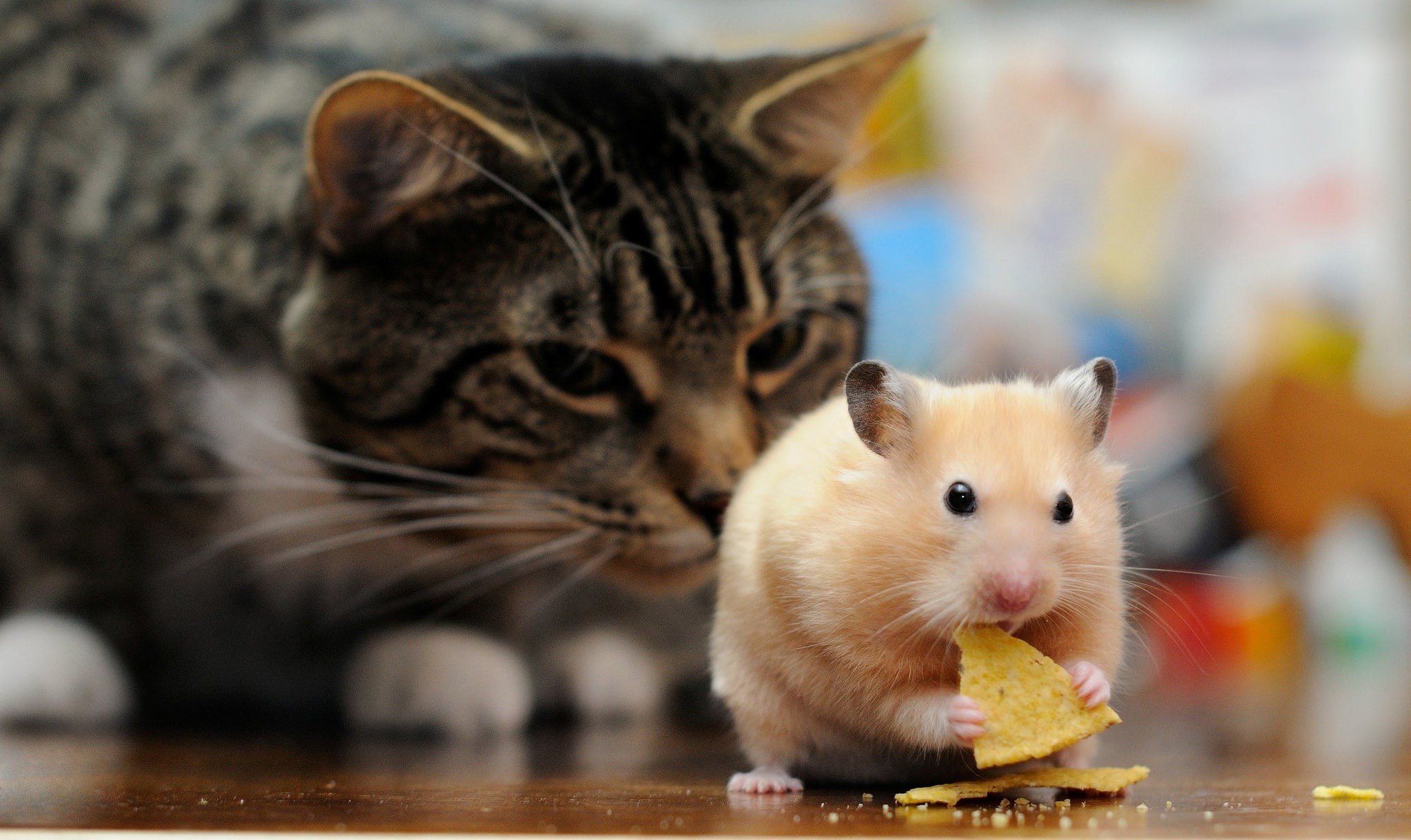 animal eye, indoors, 1080P, close-up, rodent, eating, whisker, hamster, sitting, mammal, domestic, no people, one animal, food and drink, animal, pets, HD Wallpaper