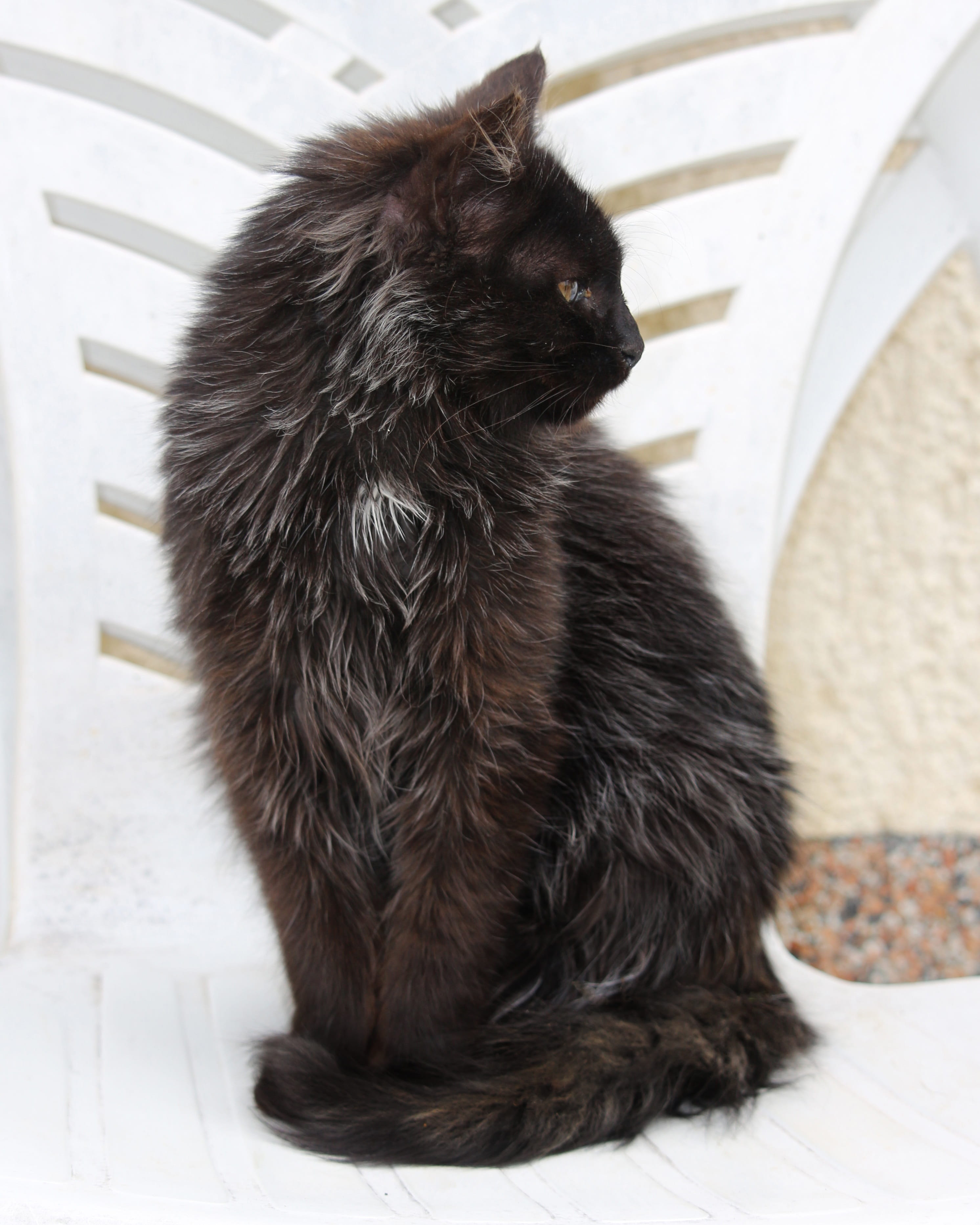 feline, fur, nature, long haired, domestic, animal hair, pets, black cat, black kitten, whisker, mammal, indoors, black color, pet, looking, vertebrate, Phone HD Wallpaper