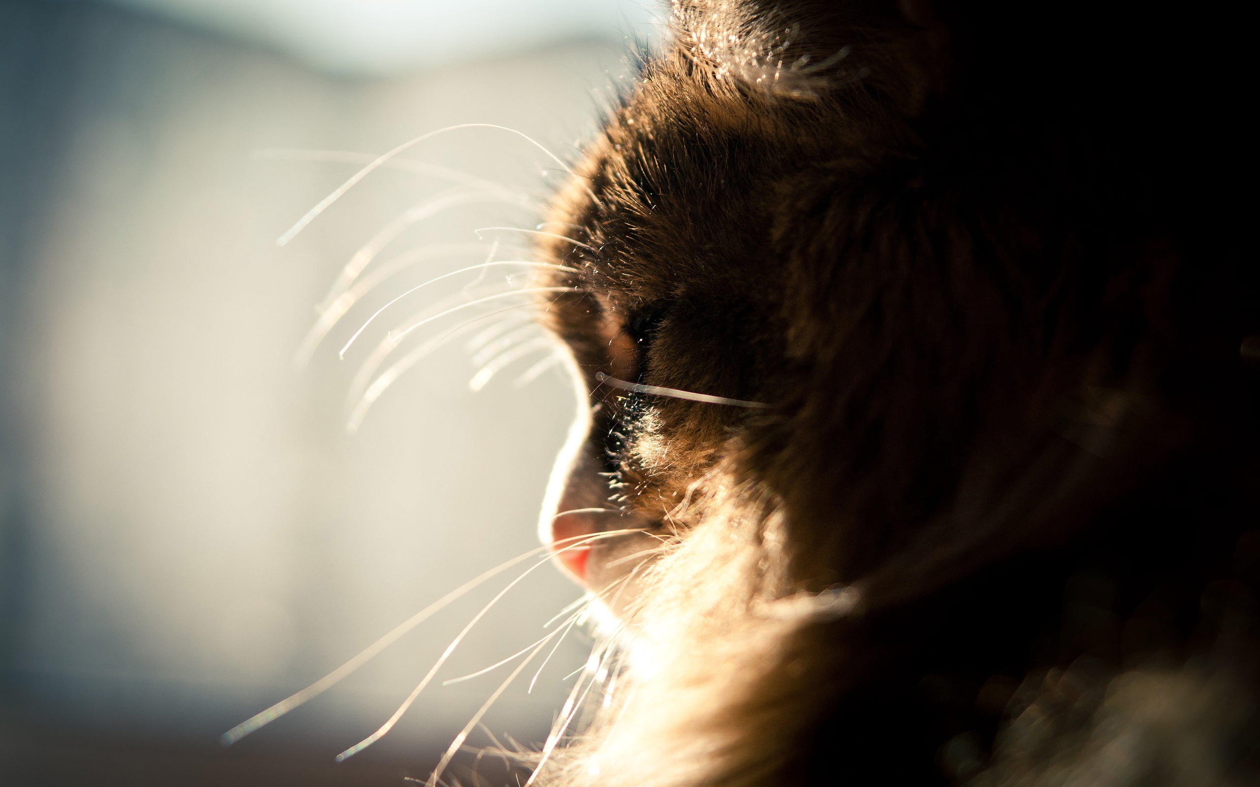 domestic animals, beautiful, eye, animal nose, whisker, muzzle, long Hair, close-up, no people, one animal, outdoors, females, people, cat, animal themes, HD Wallpaper