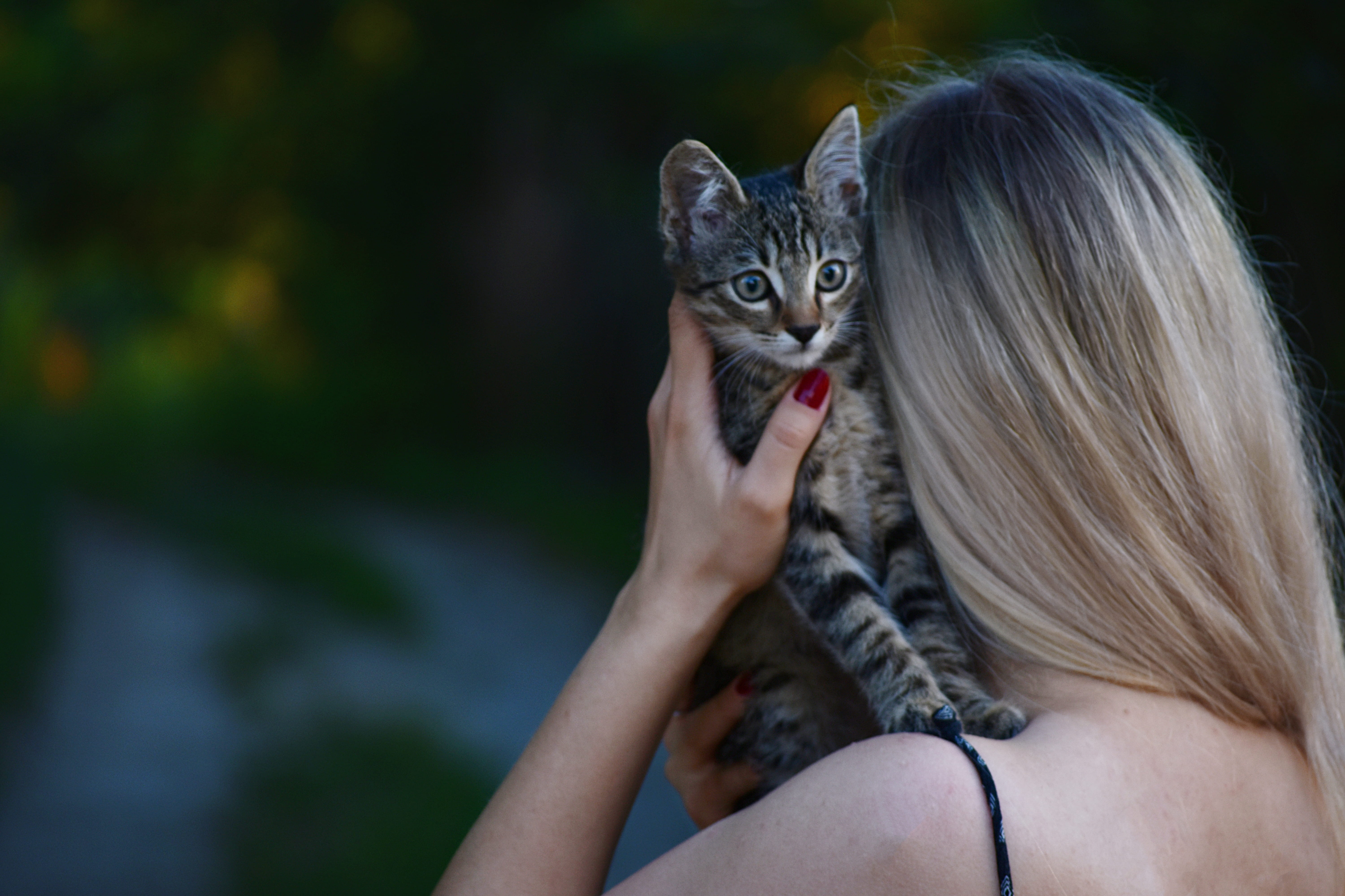 pet, domestic cat, carrying, tabby, domestic animal, domestic, pet owner, animal, mammal, kitten, one animal, beautiful woman, looking at camera, emotion, HD Wallpaper